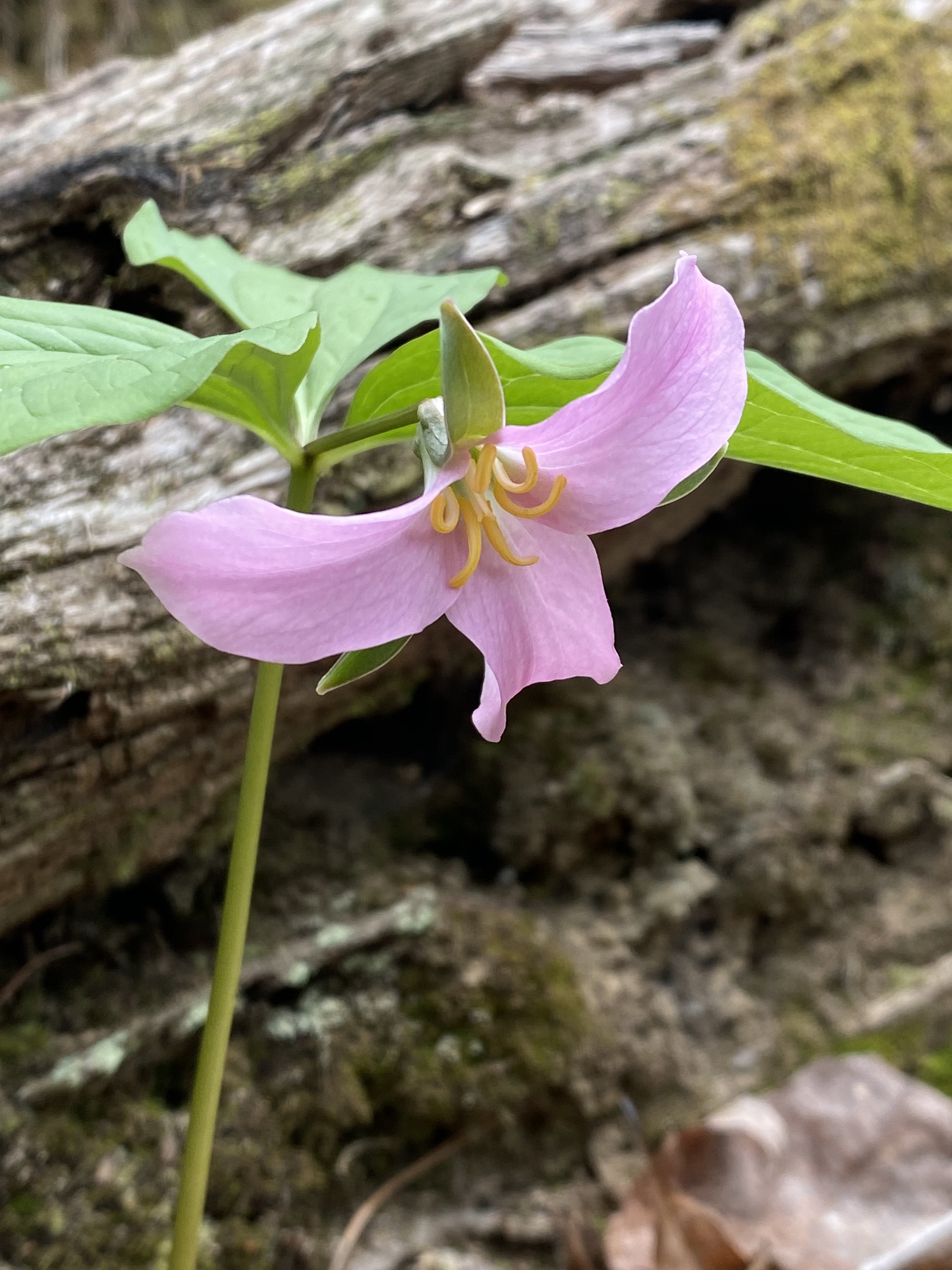 Catesby's trillium .jpg