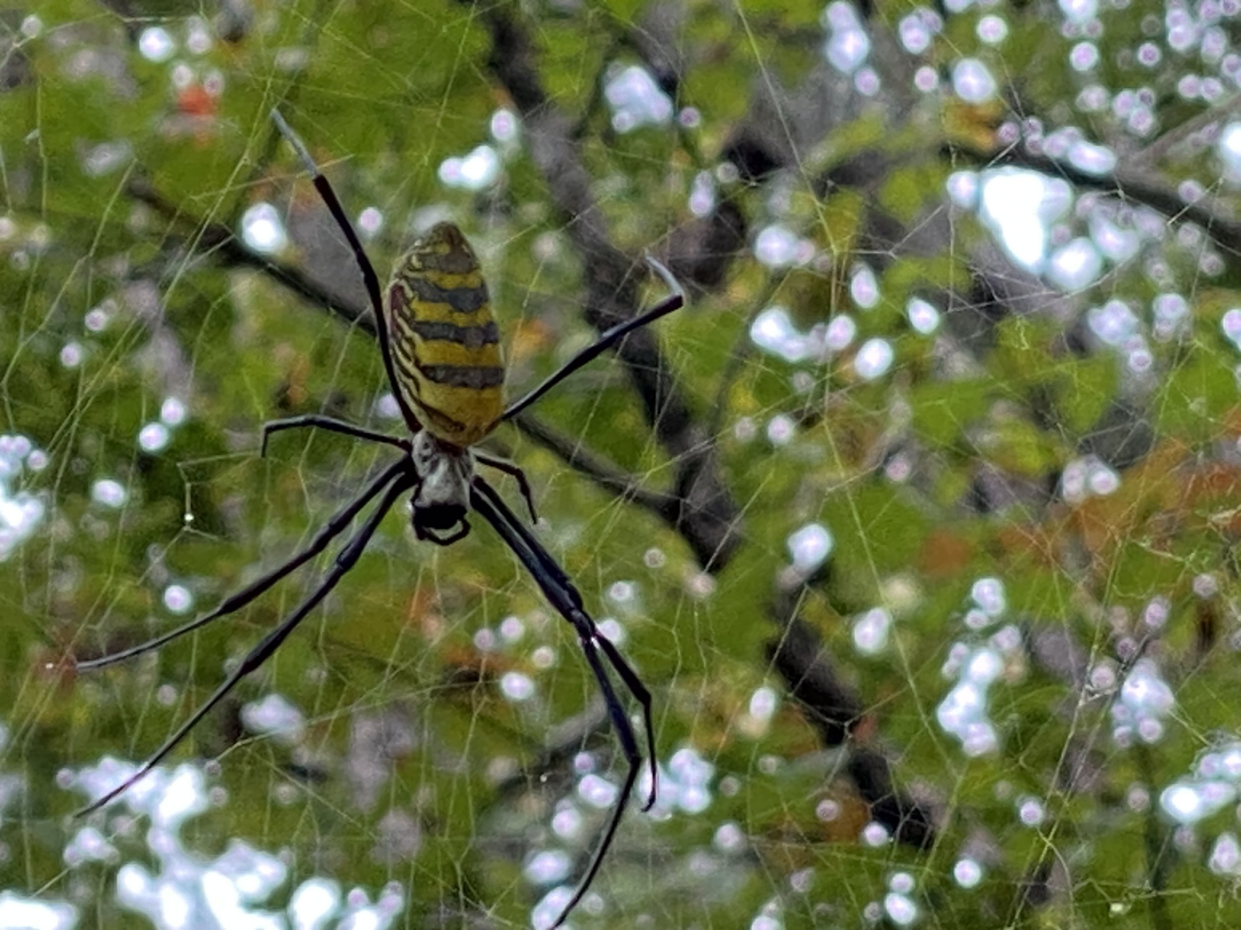 Writing spider on Lookout October 2023.jpg