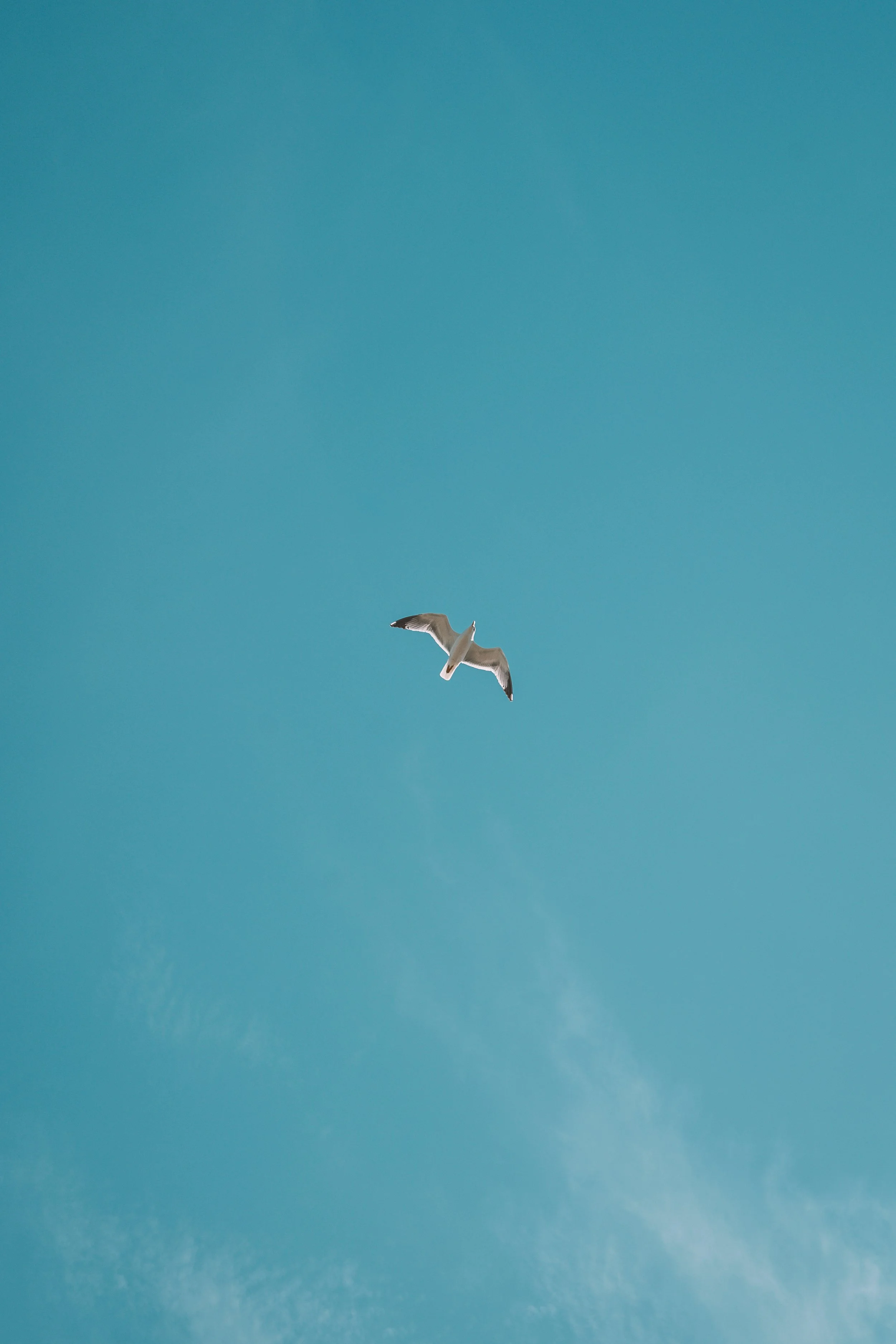 Seagull flying in a clear blue sky