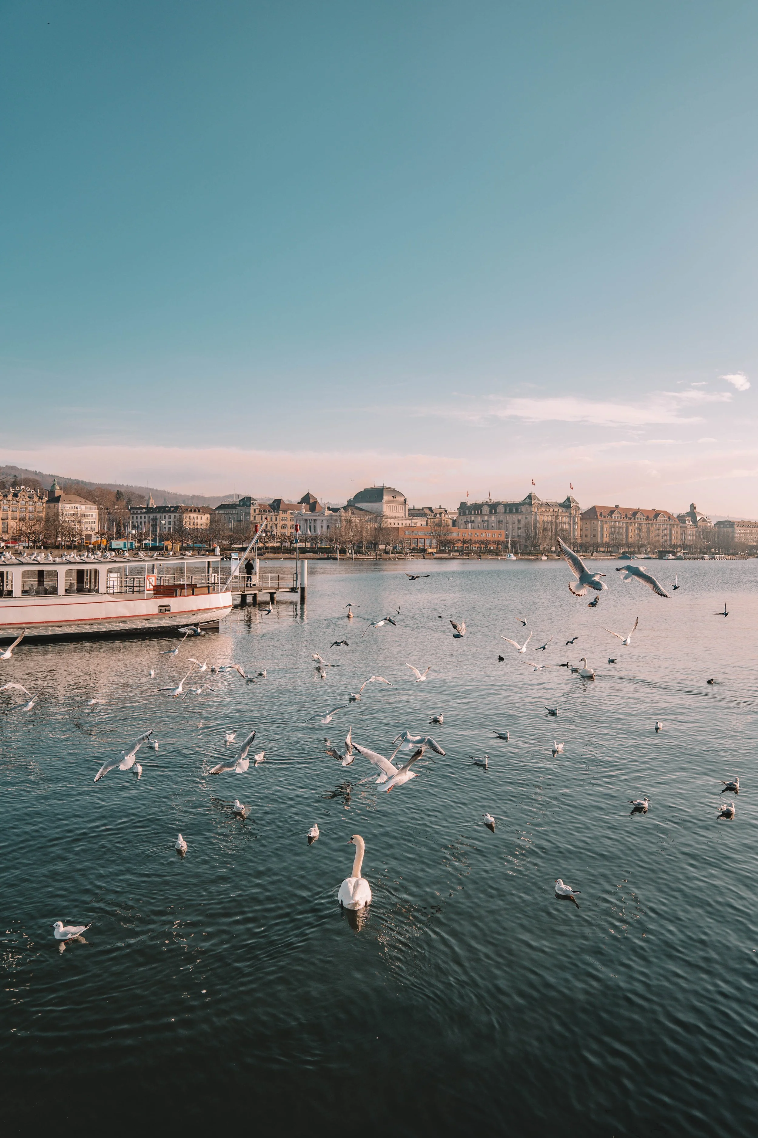 A scenic lakeside view with a docked boat, numerous seagulls flying and swimming in the water, and a swan gliding on the lake. A backdrop of historic buildings under a clear blue sky.