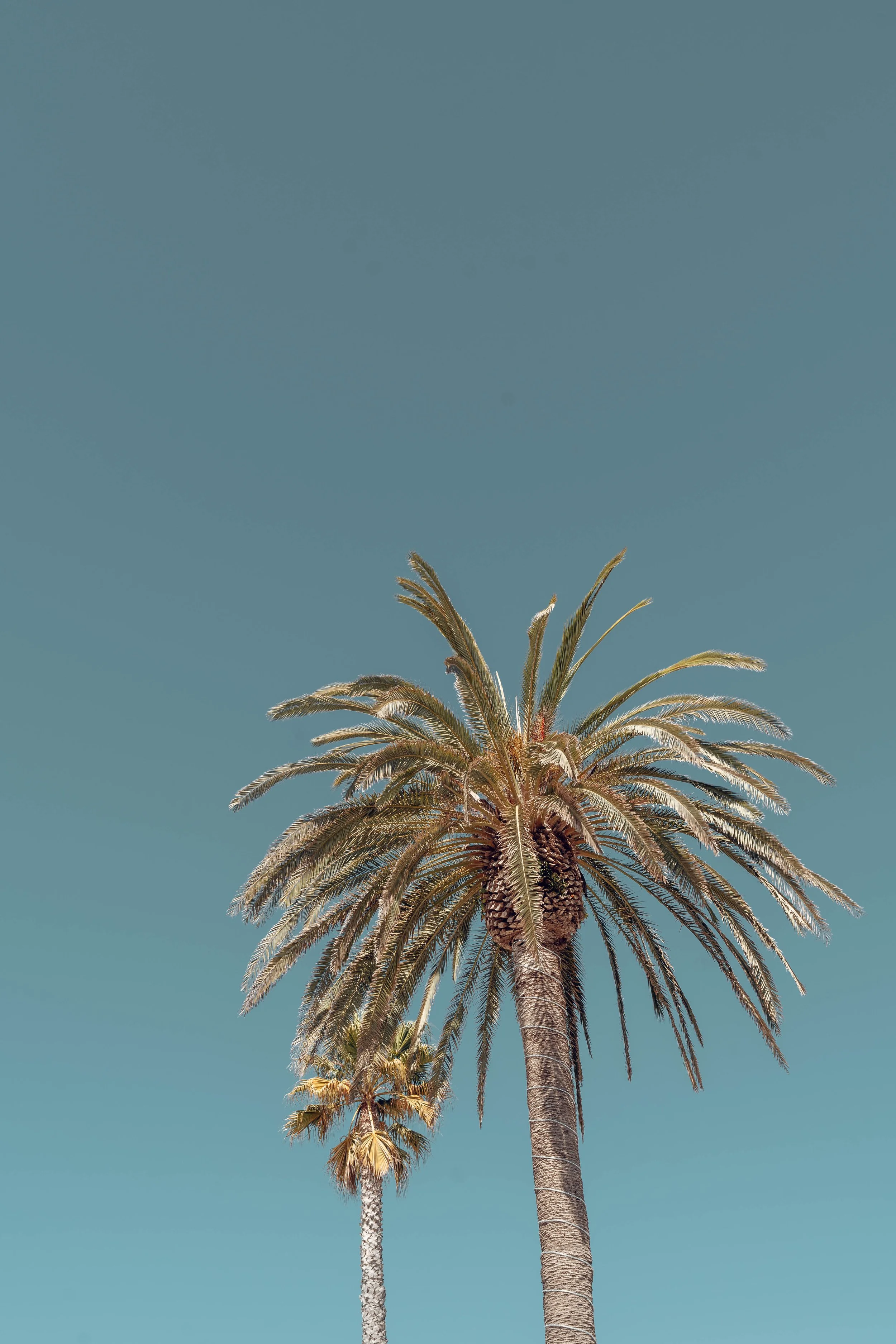 Two tall palm trees against a clear blue sky.