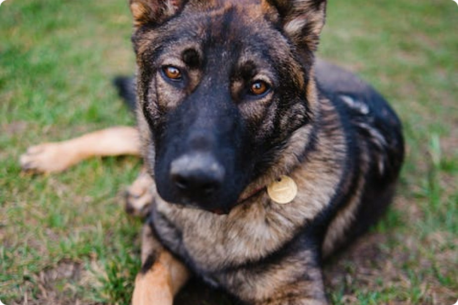 German Shepherd Dogs Like Rhodesian Ridgeback German Shepherd