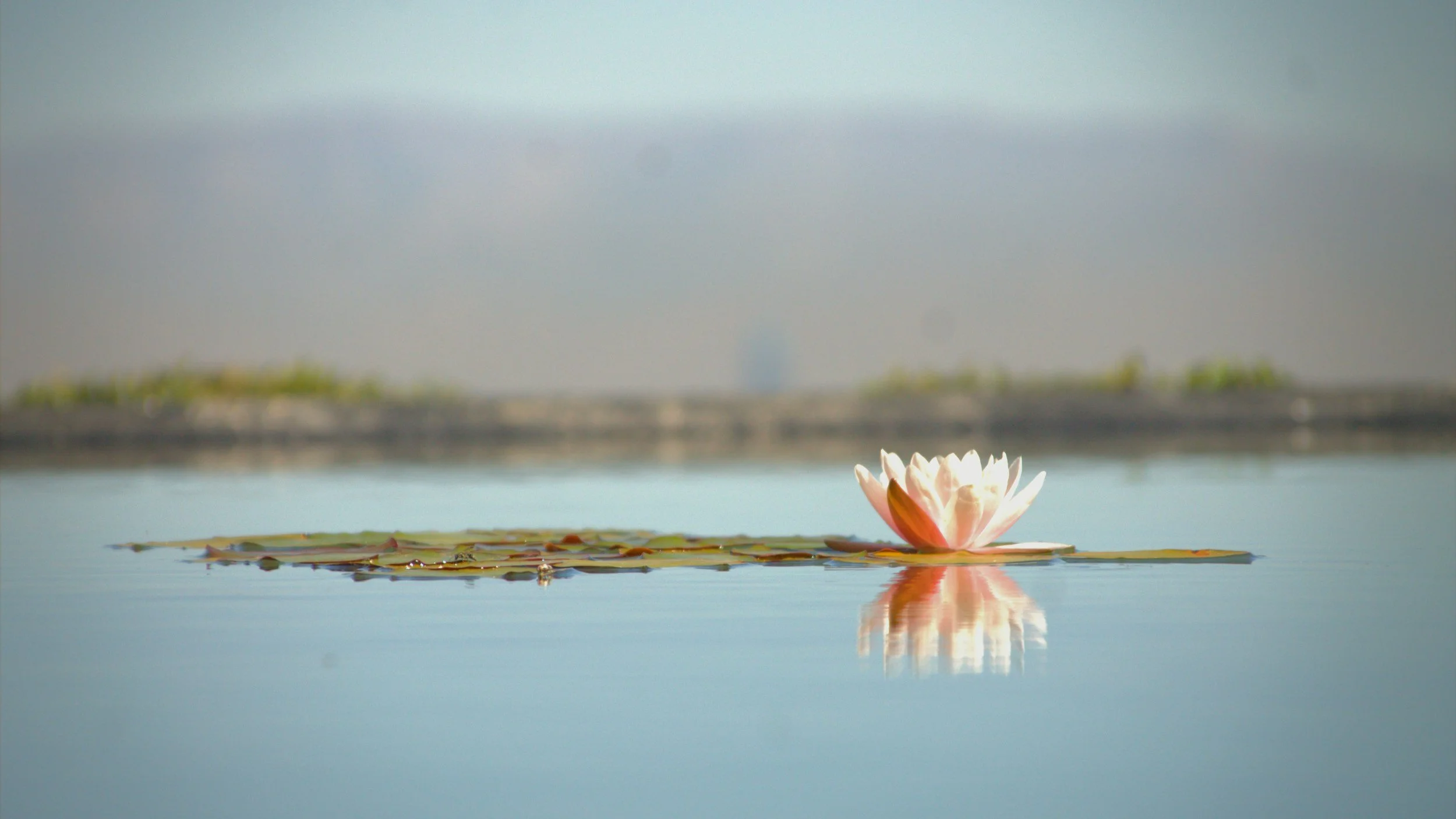 A white and pink water lily floating on a calm body of water with a blurred distant shoreline and sky in the background.