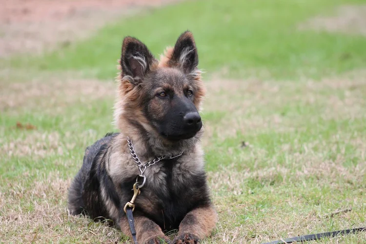 Gallery — Circle K9