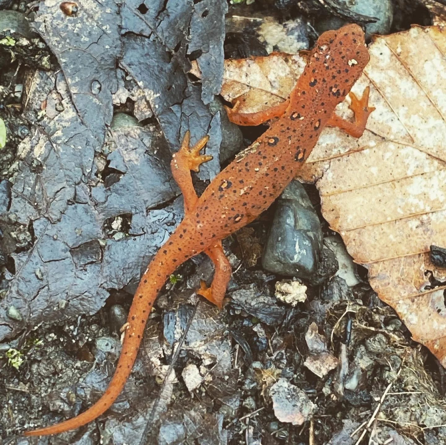 An Eastern red-spotted eft, September 2020