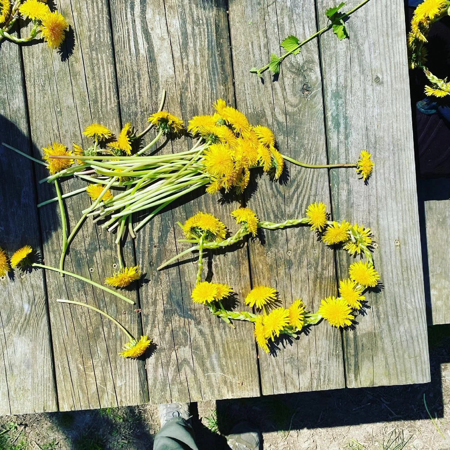 The teens in the 2021 T.R.E.E. group taught Snowy how to make dandelion crowns