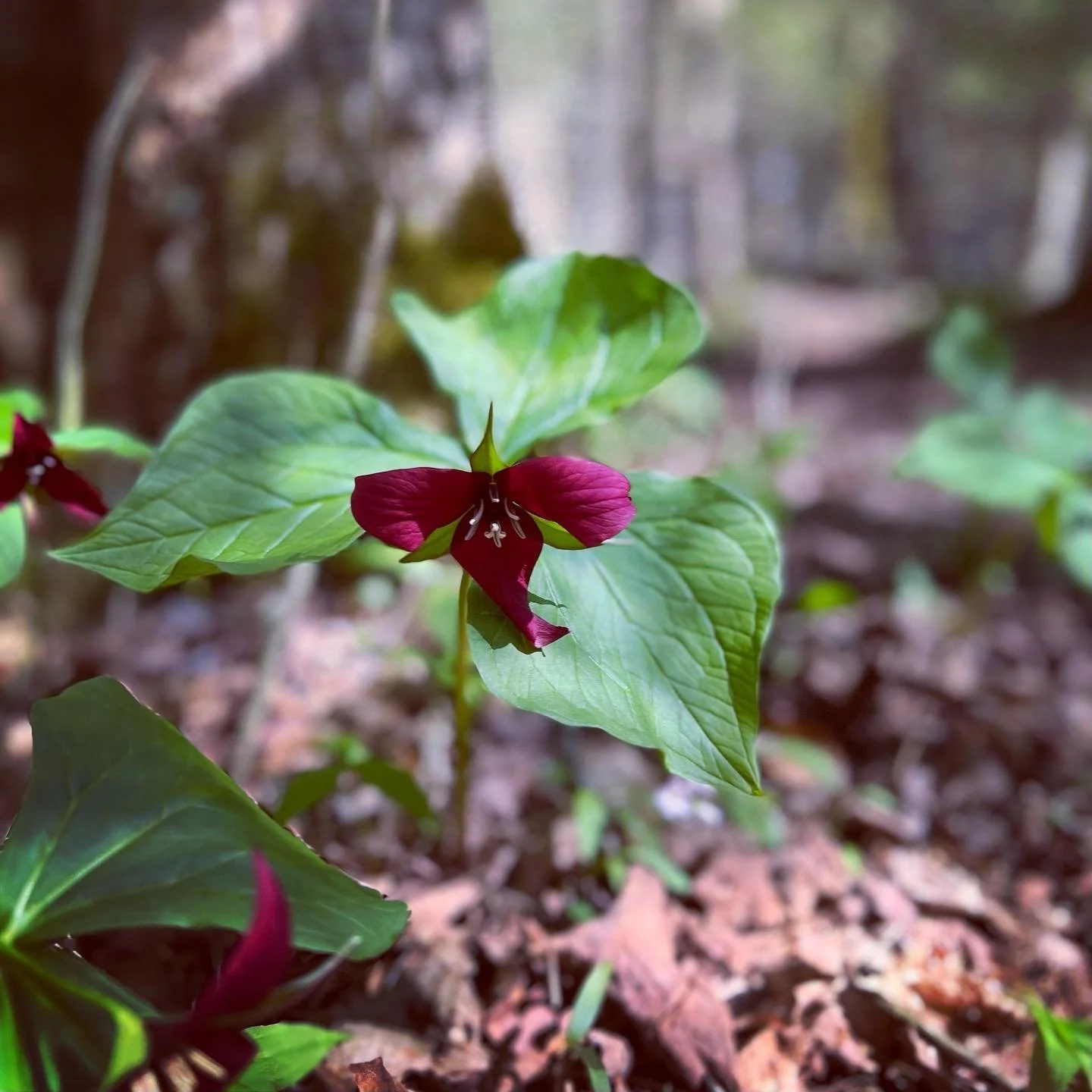 Red trillium, May 2022