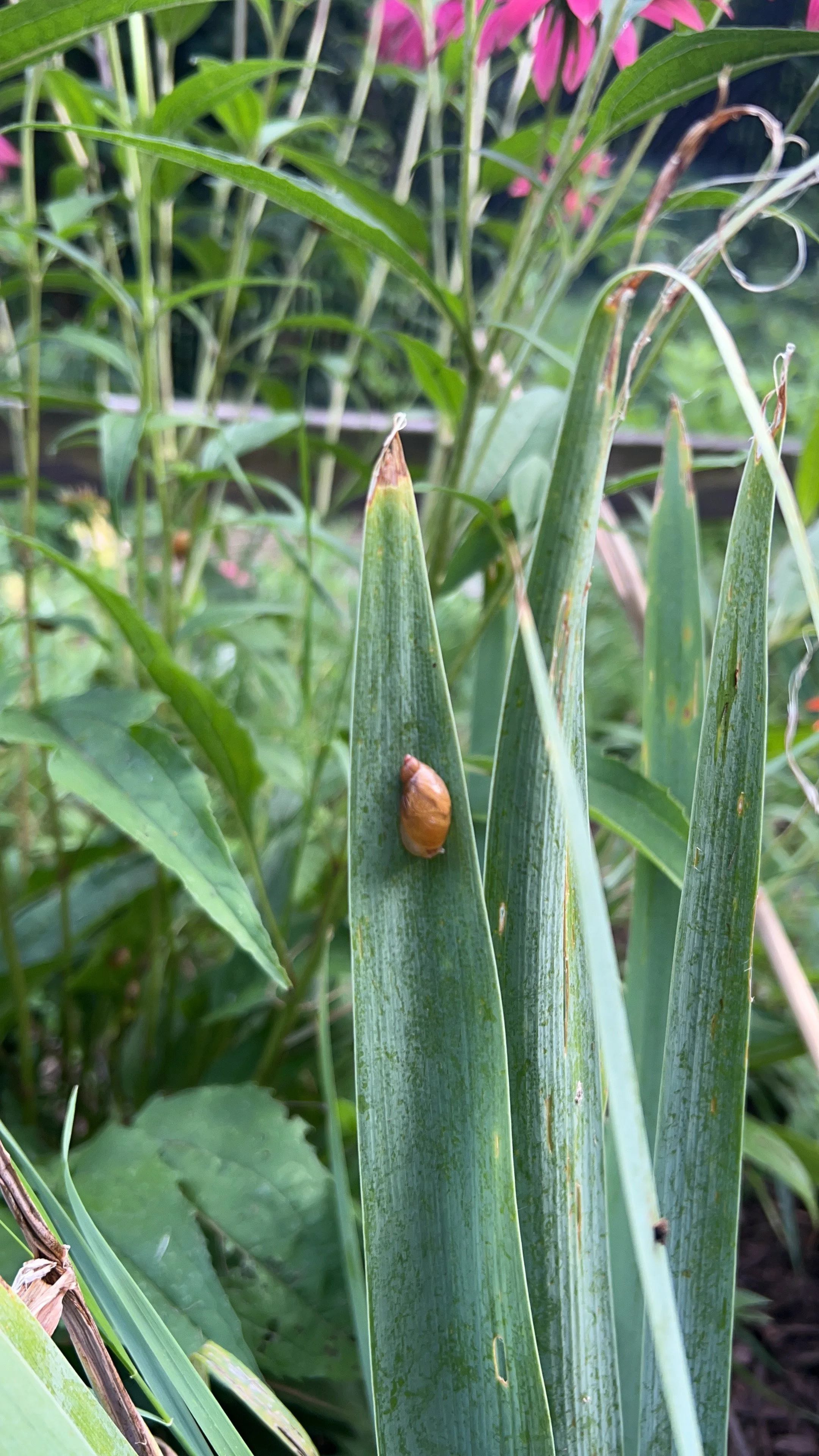 A garden snail, June 2022