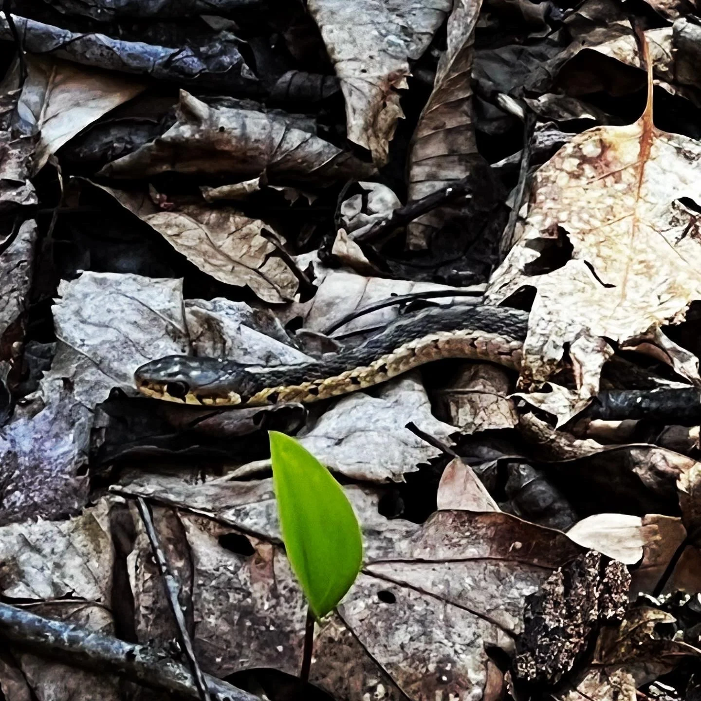 Garter snake, May 2022