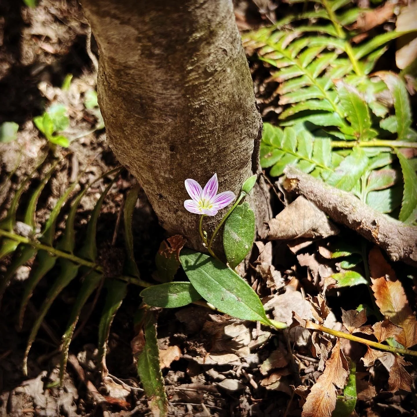 Carolina spring beauty, May 2022