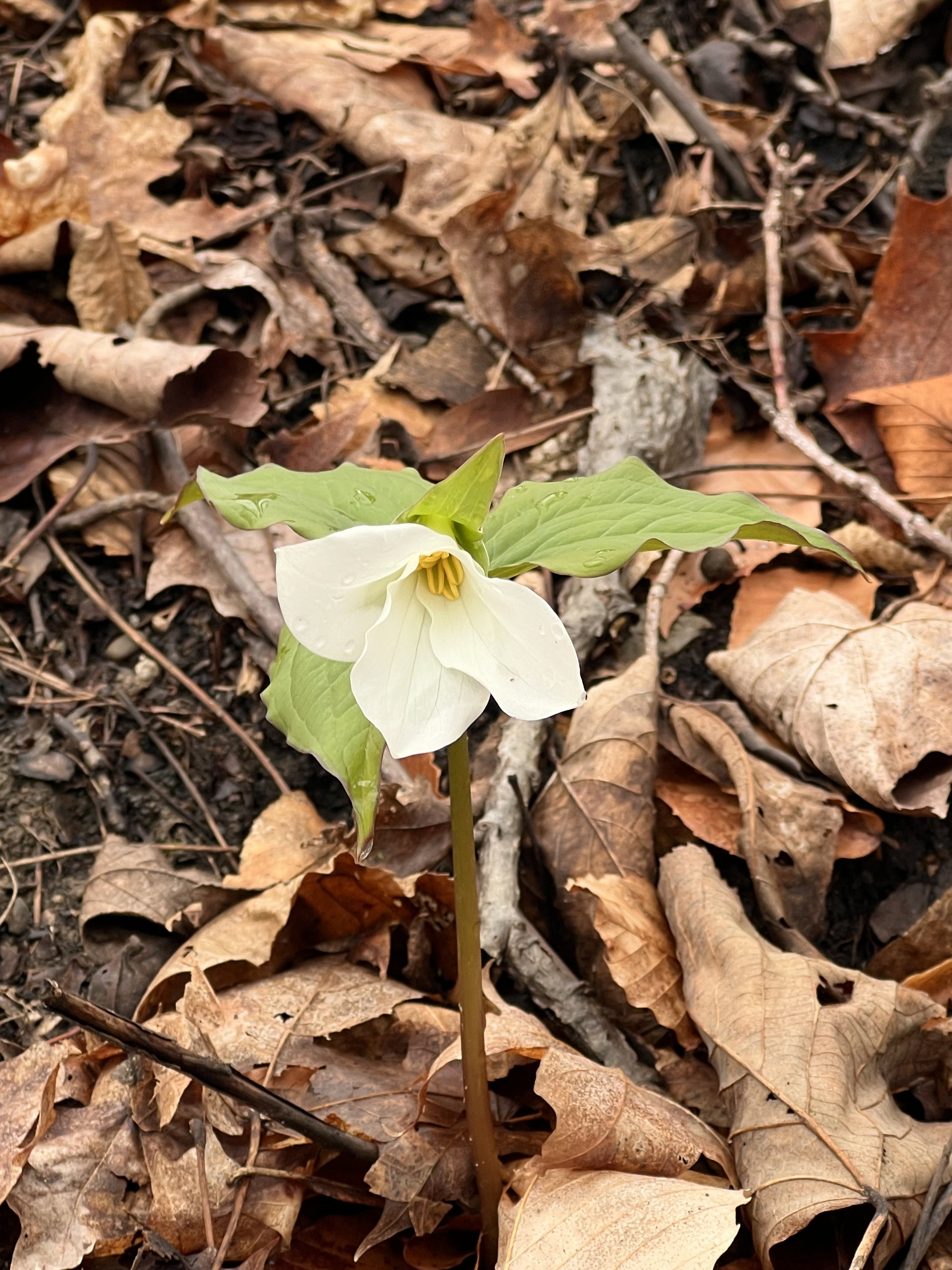 white trillium.jpeg
