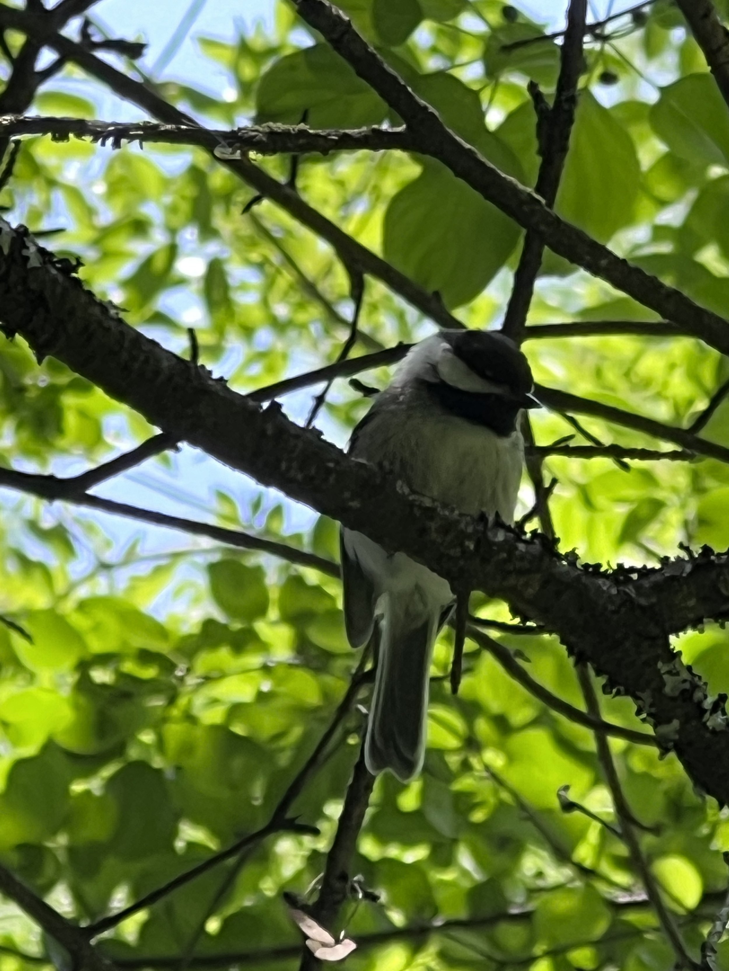 Black-capped chickadee, August 2023