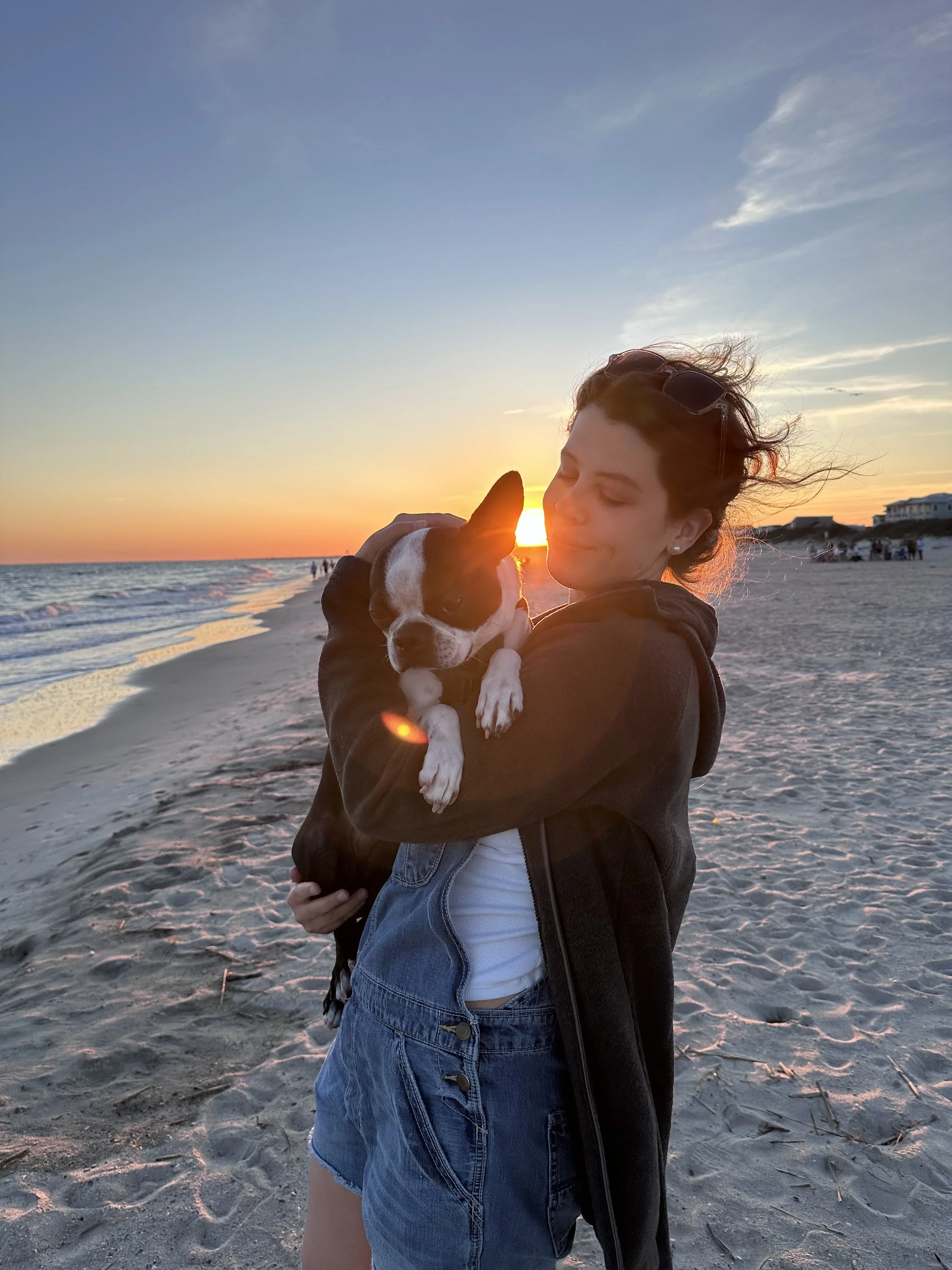 Boston terrier, North Carolina, beach, golden hour, ocean