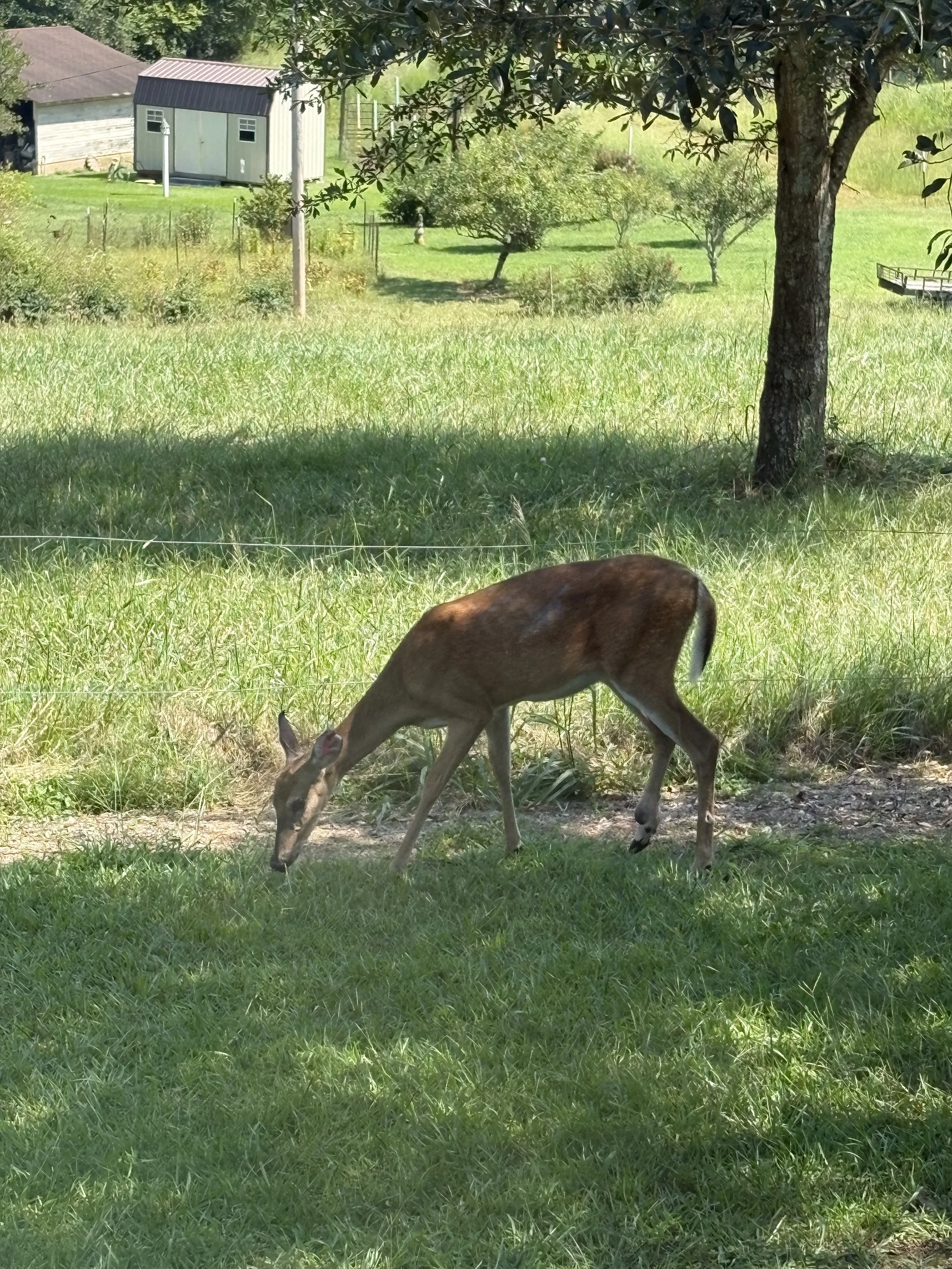 A cute deer eating grass
