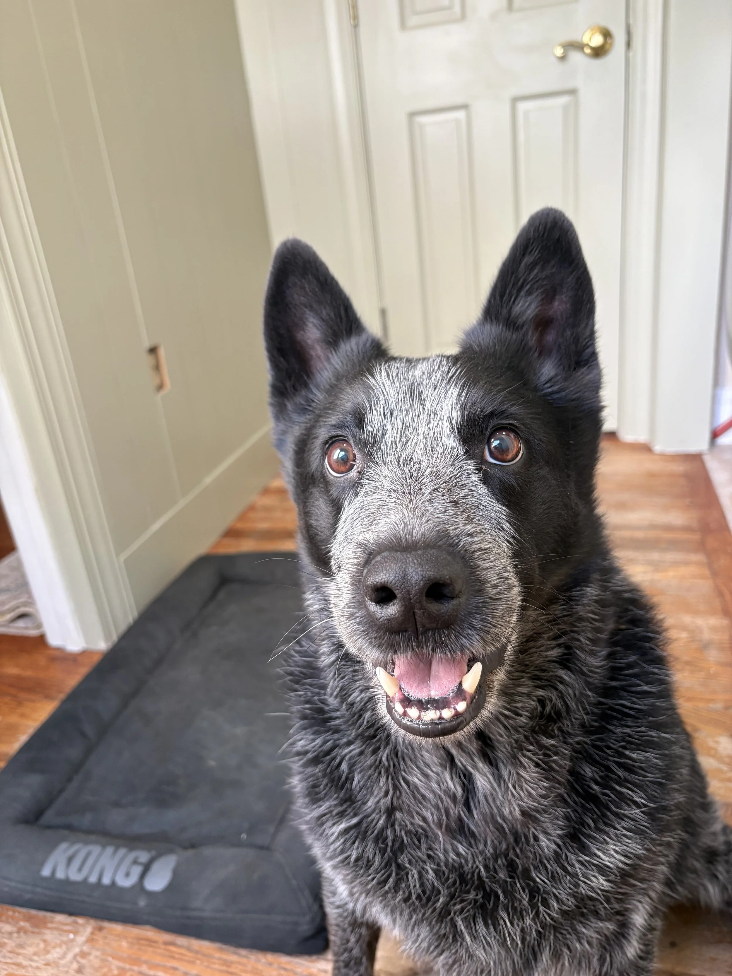 Beau the blue heeler in his new room!