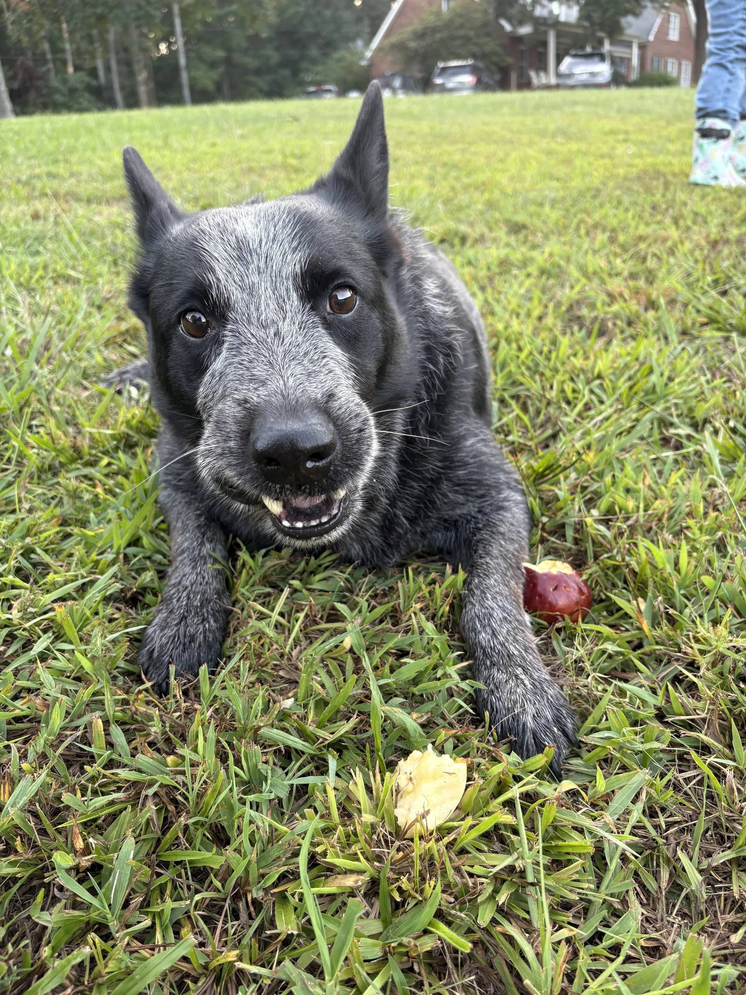Beau the Blue Heeler Enjoying an Apple
