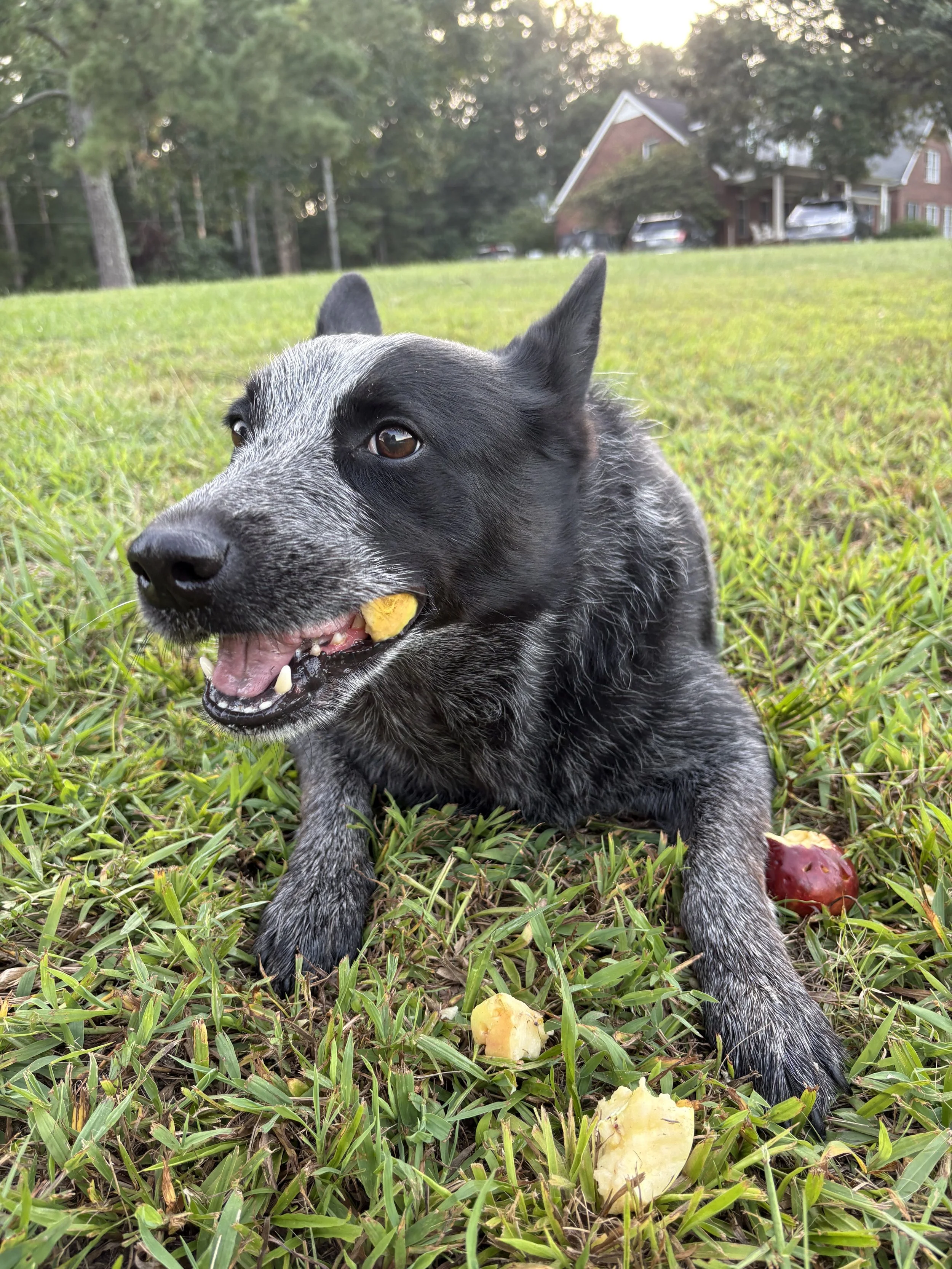 Beau the Blue Heeler Enjoying an Apple 2