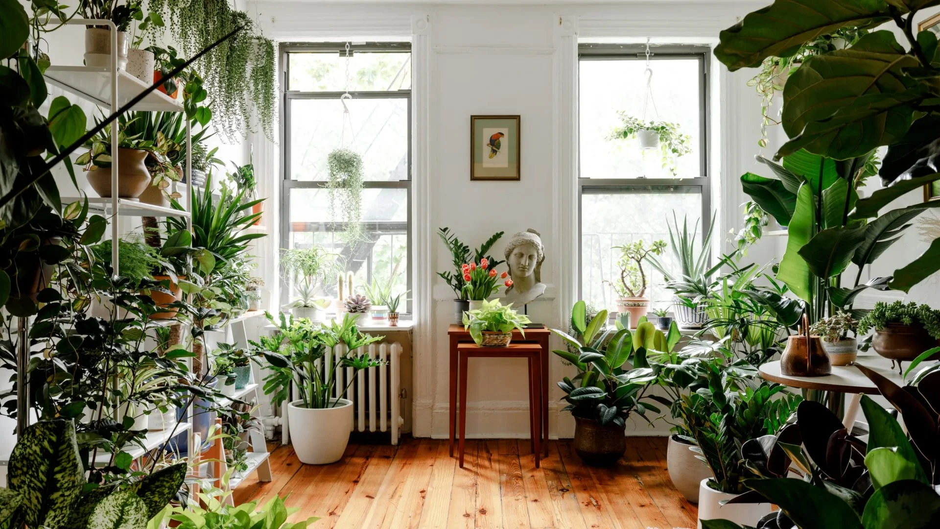 How To Look After Plants That Live in Pots in Houses