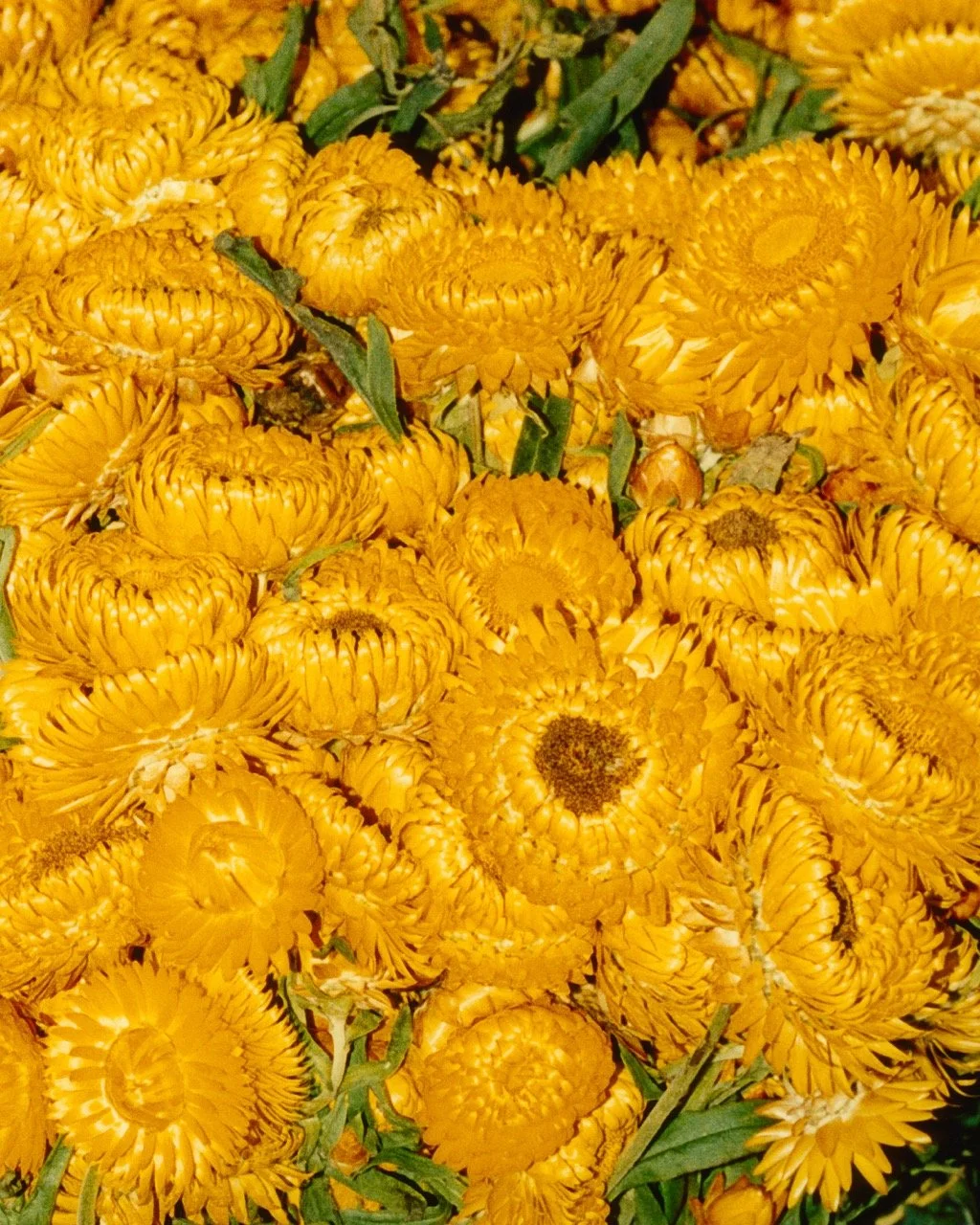 flowers_crop_sRGB Large.jpeg