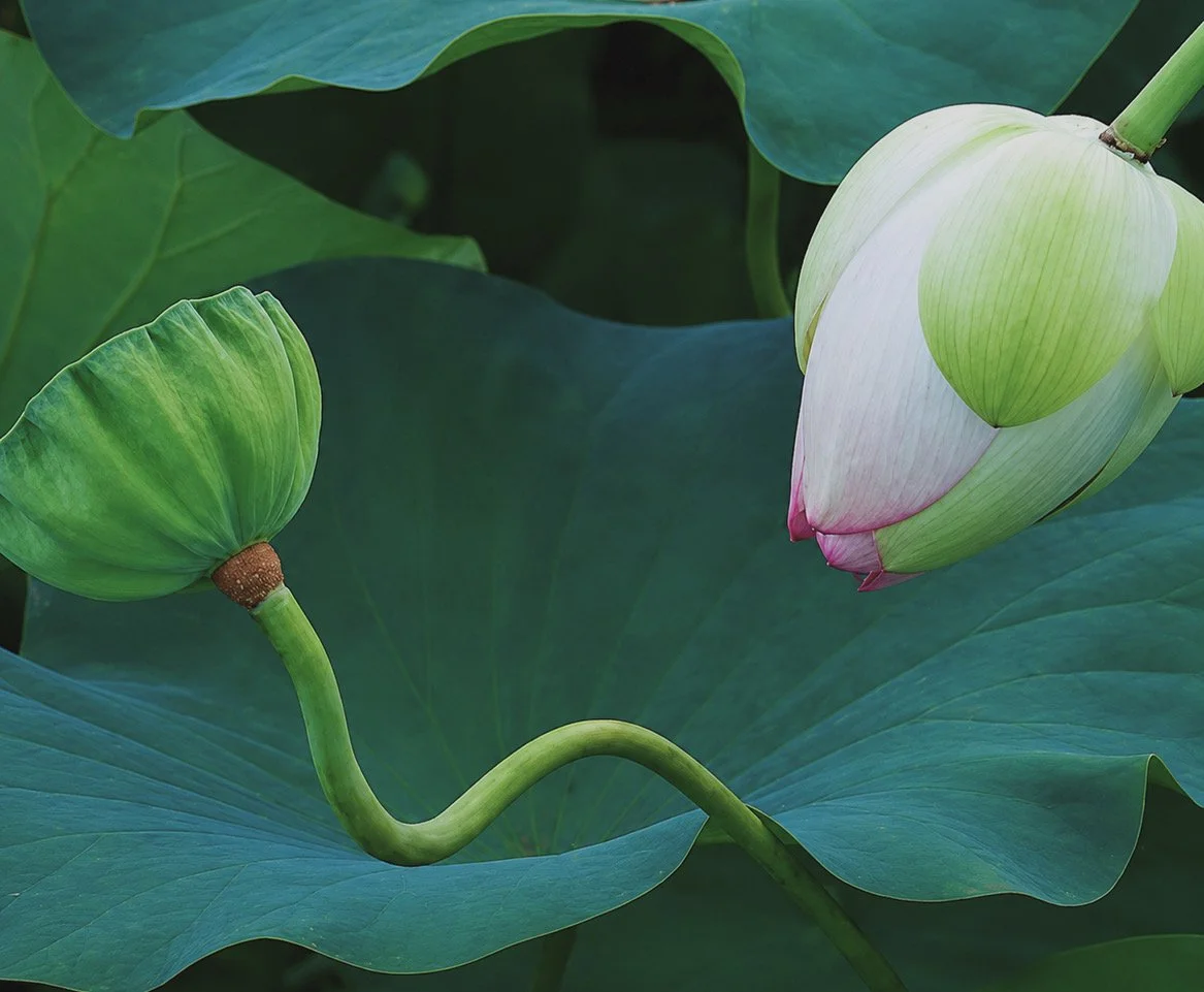 Mindfulness and Compassion Teacher Training