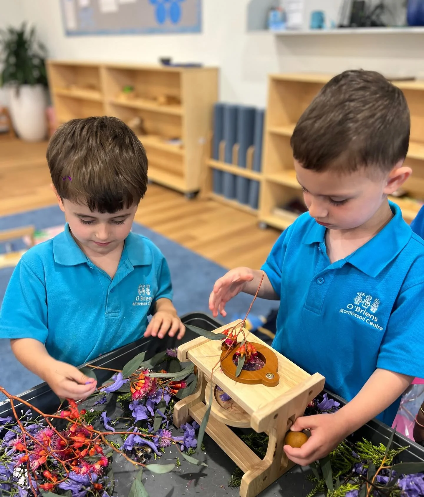 Two young boys wearing blue shirts working with flowers and a small wooden press in a classroom or activity setting.