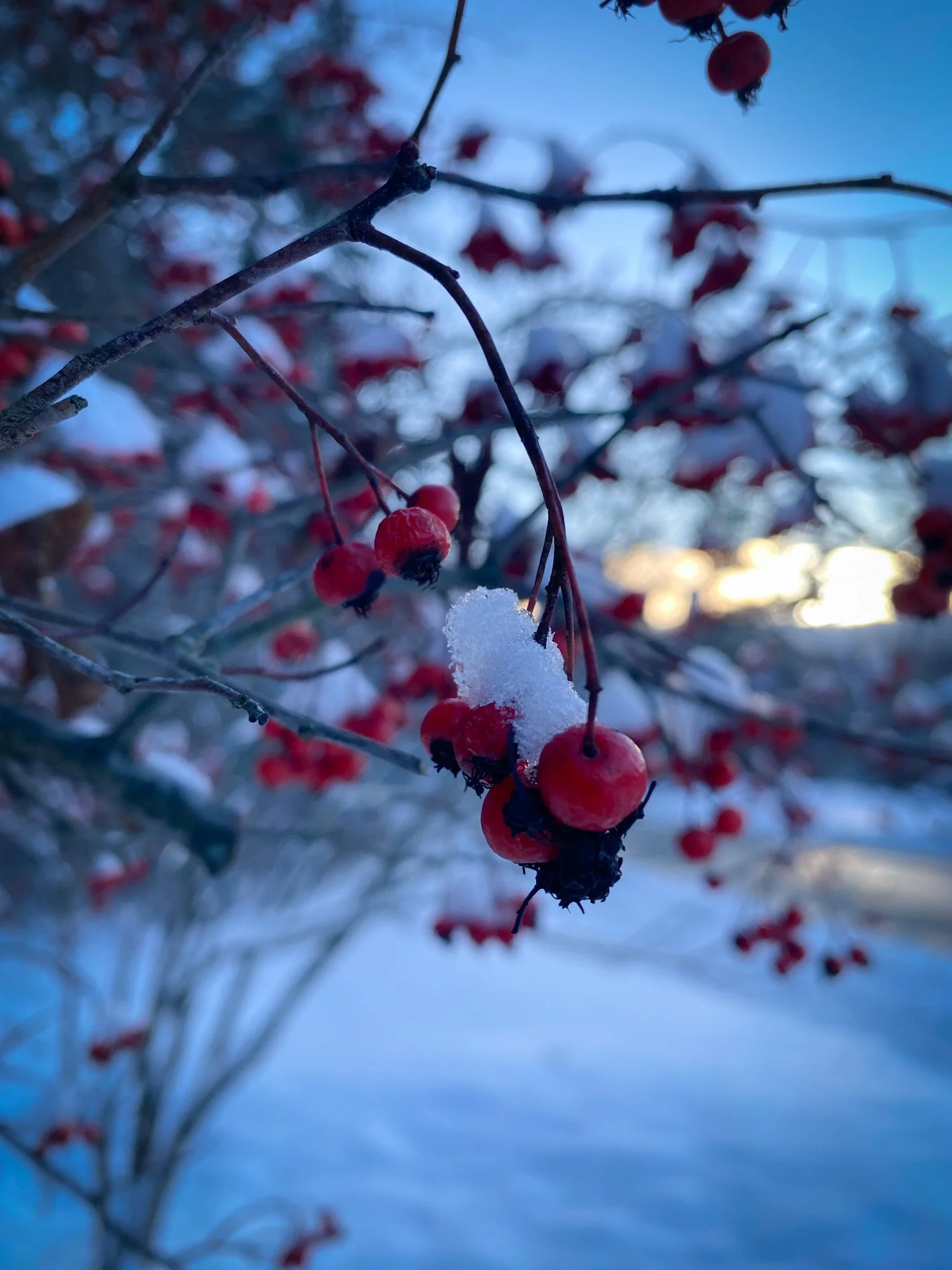 A Simpler Solstice: Digital Fasting, Dreams, and Old Winter Magic