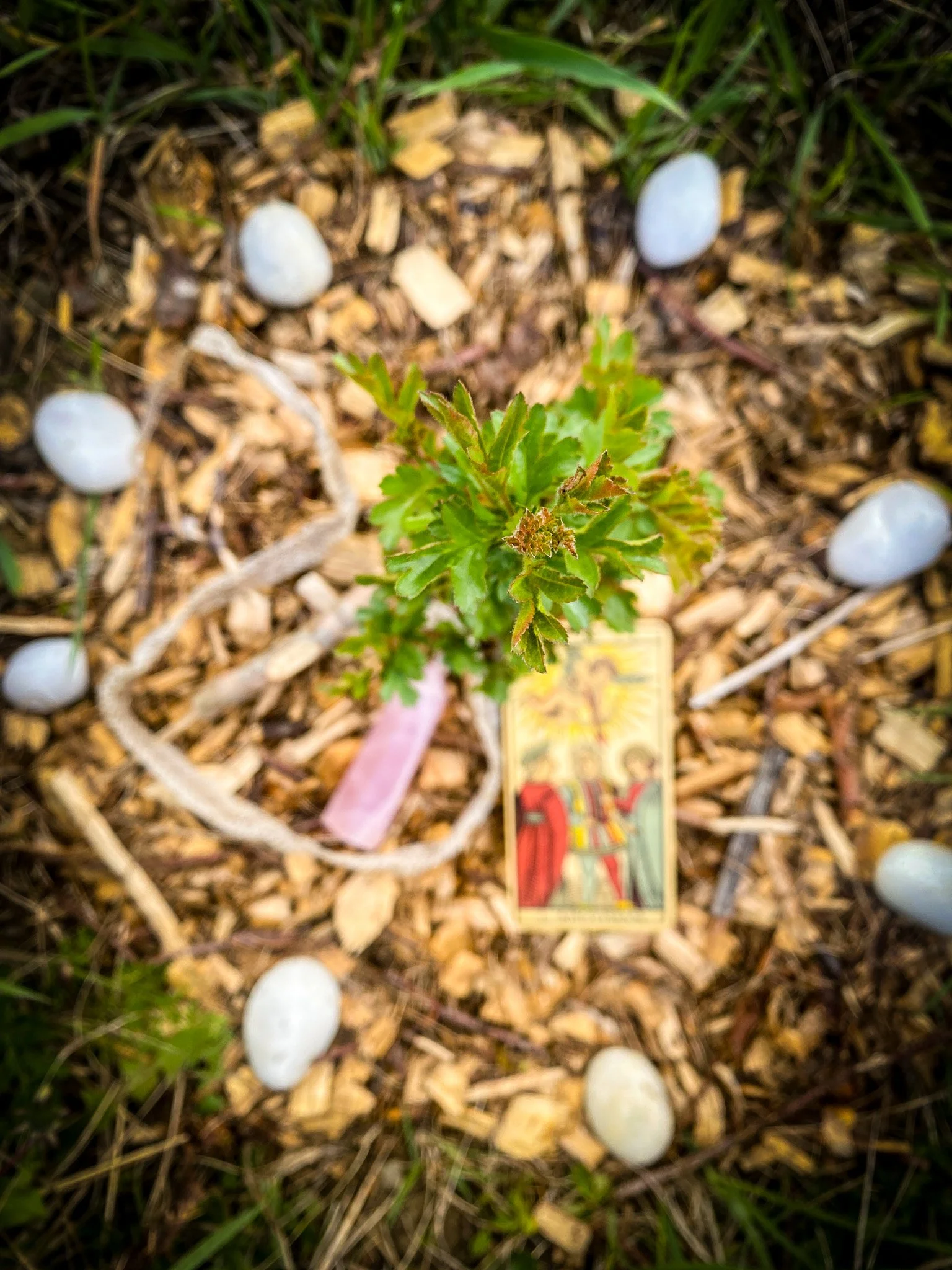Bushel of Berry, Bushel of Sky: A Spell for the Tree Lover (Hawthorn) 