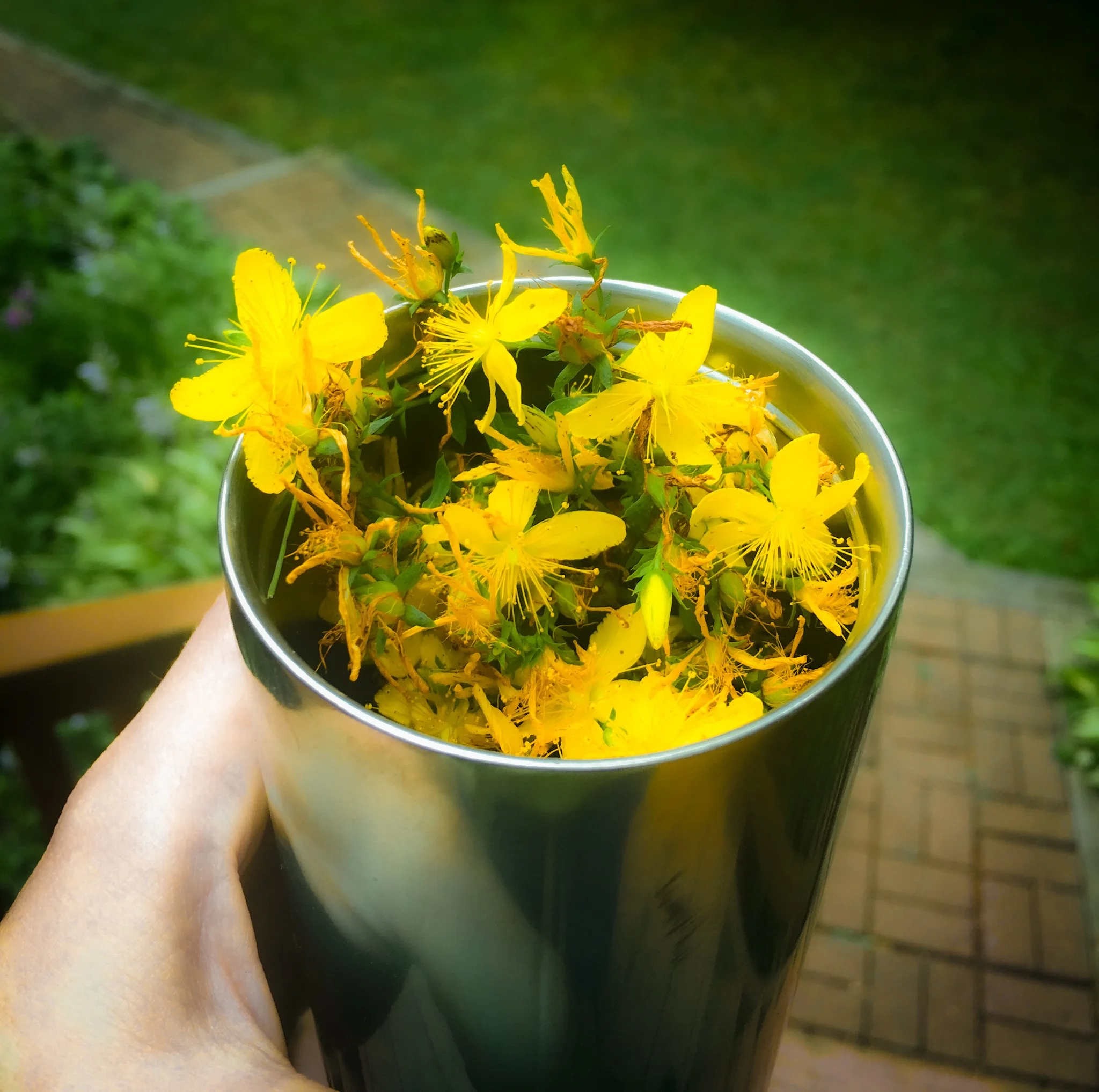 A Midsummer Dream Spell with St. John's Wort
