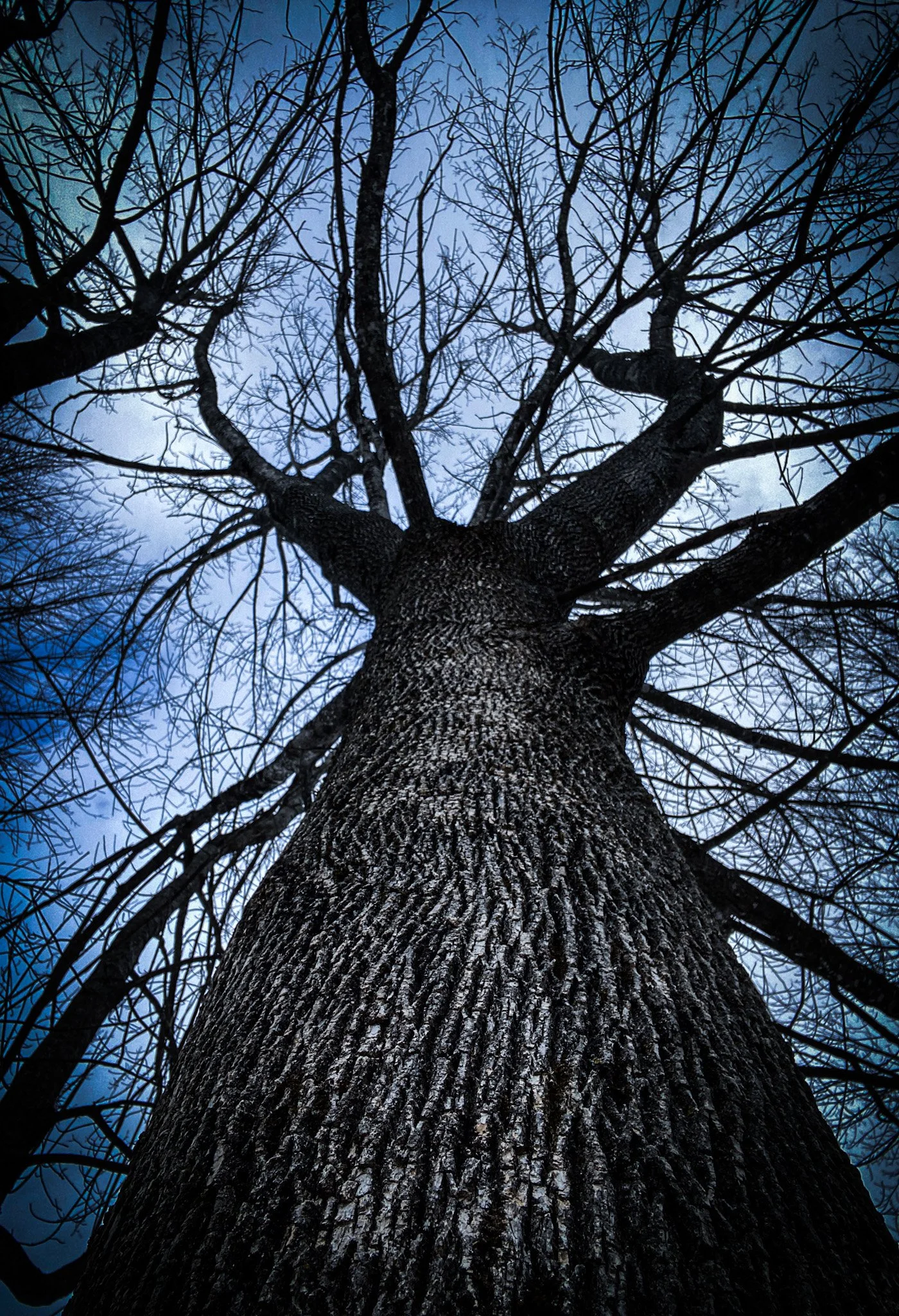 The Sixth Path -  The Tower + Ash | The Star + Ghost Plant | The Moon + Mugwort |