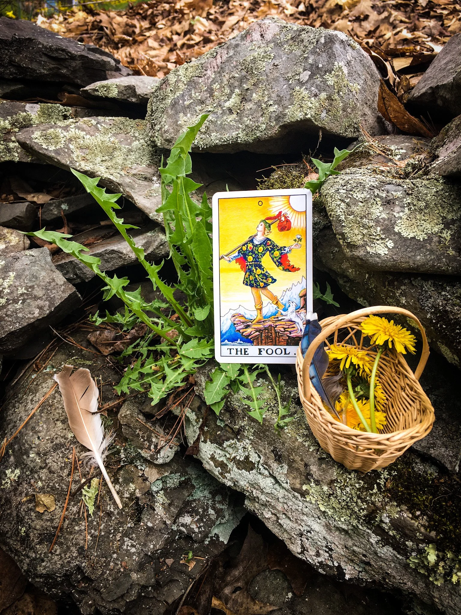 dandelion and the fool.JPG