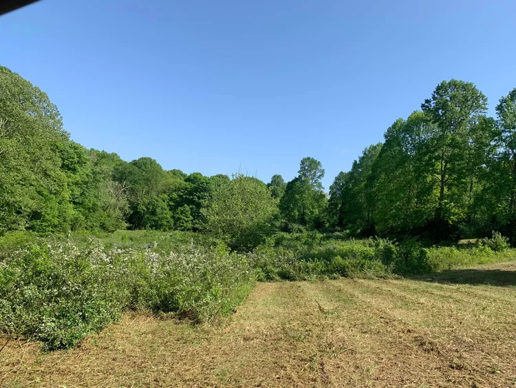 Land Clearing_ Forestry Mulching #2 - Before.png