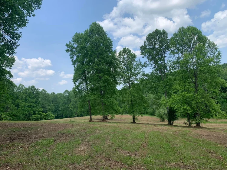 Land Clearing_Forestry Mulching #2 - After 2.png