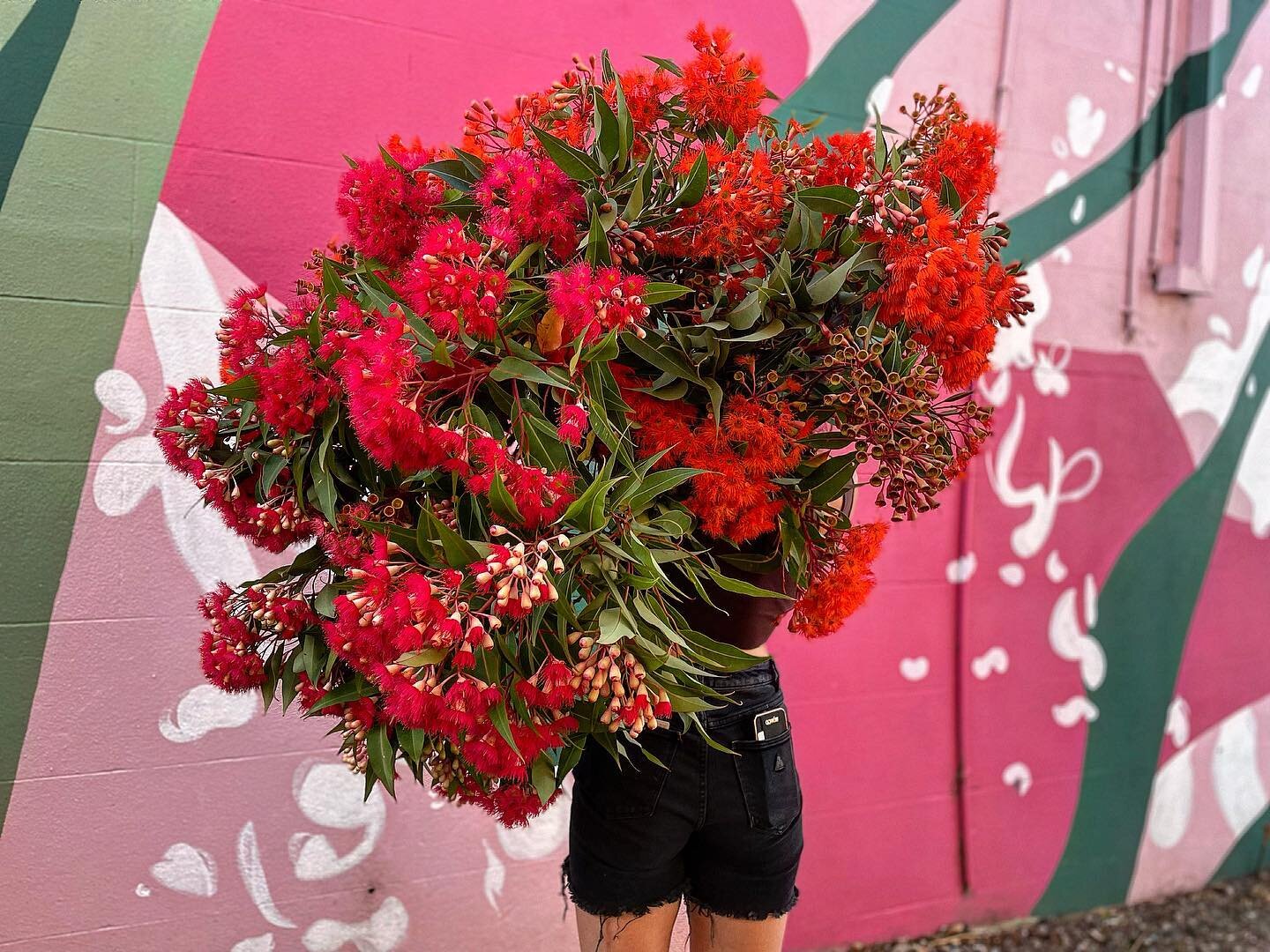 It is the season…. 
#sothisischristmas 
#christmastime #christmas #australianchristmas #marketfresh #huntervalleyflorist #christmasflowers #australiannatives #floweringgum #homegrown #grownnotflown