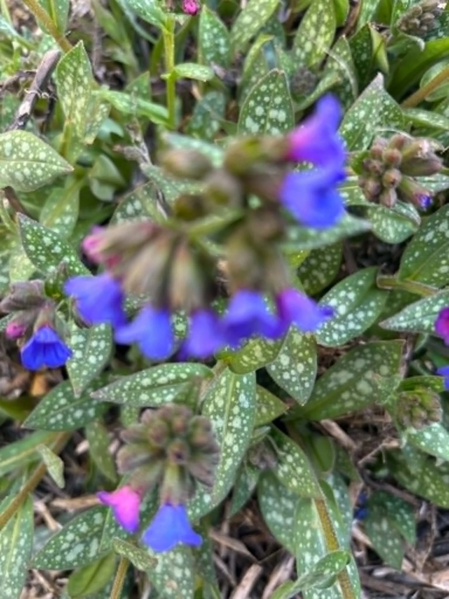 Pulmonaria longifolia - Lungwort