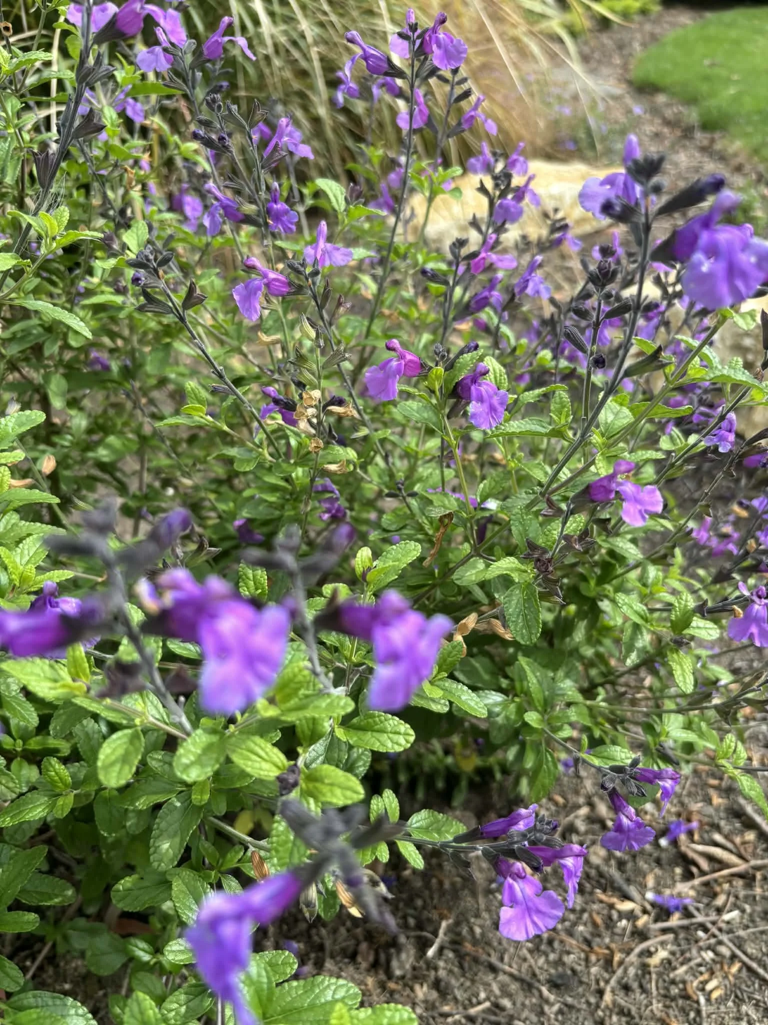 Salvia So Cool Violet