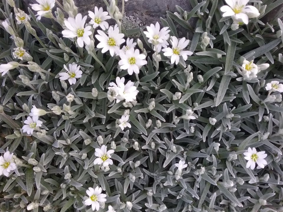 Snow in Summer.jpg