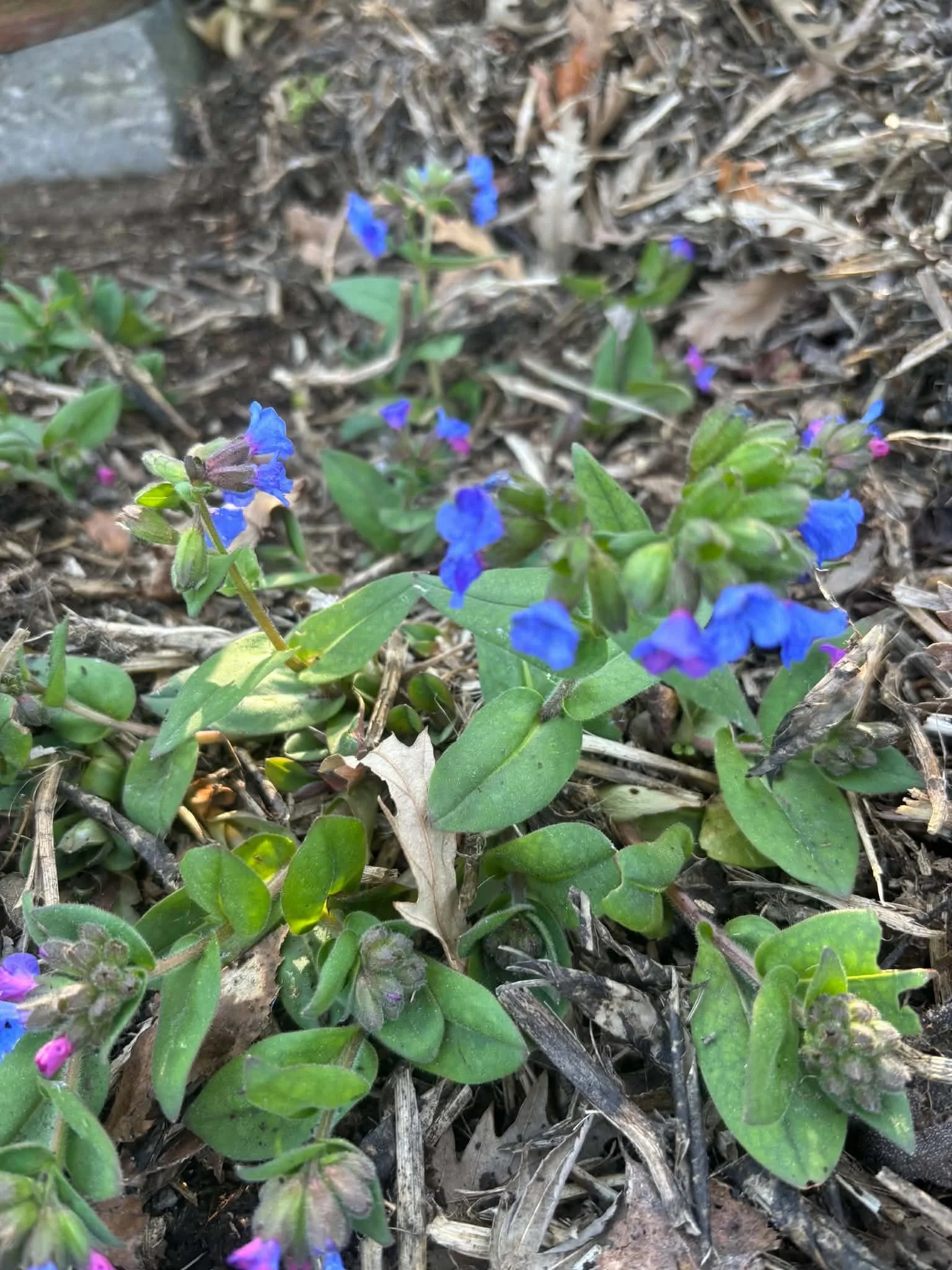 Pulmonaria Ensign Blue
