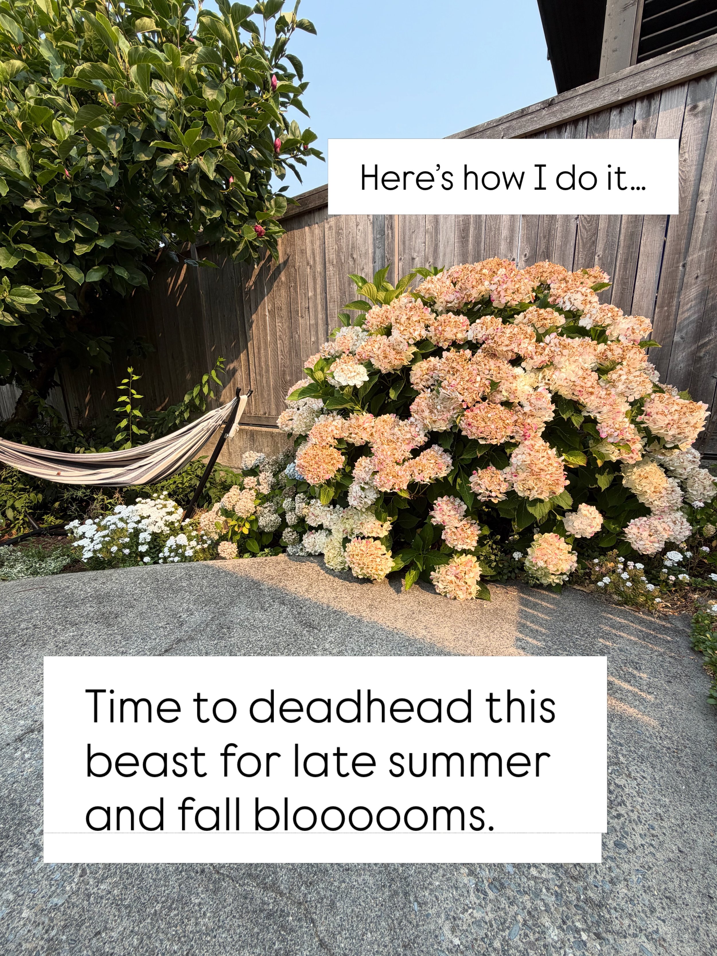 Do you prune your mophead and lace cap hydrangeas for a second bloom??

I&rsquo;m in Seattle, Zone 9a.

#seattlegardener #seattlegardens