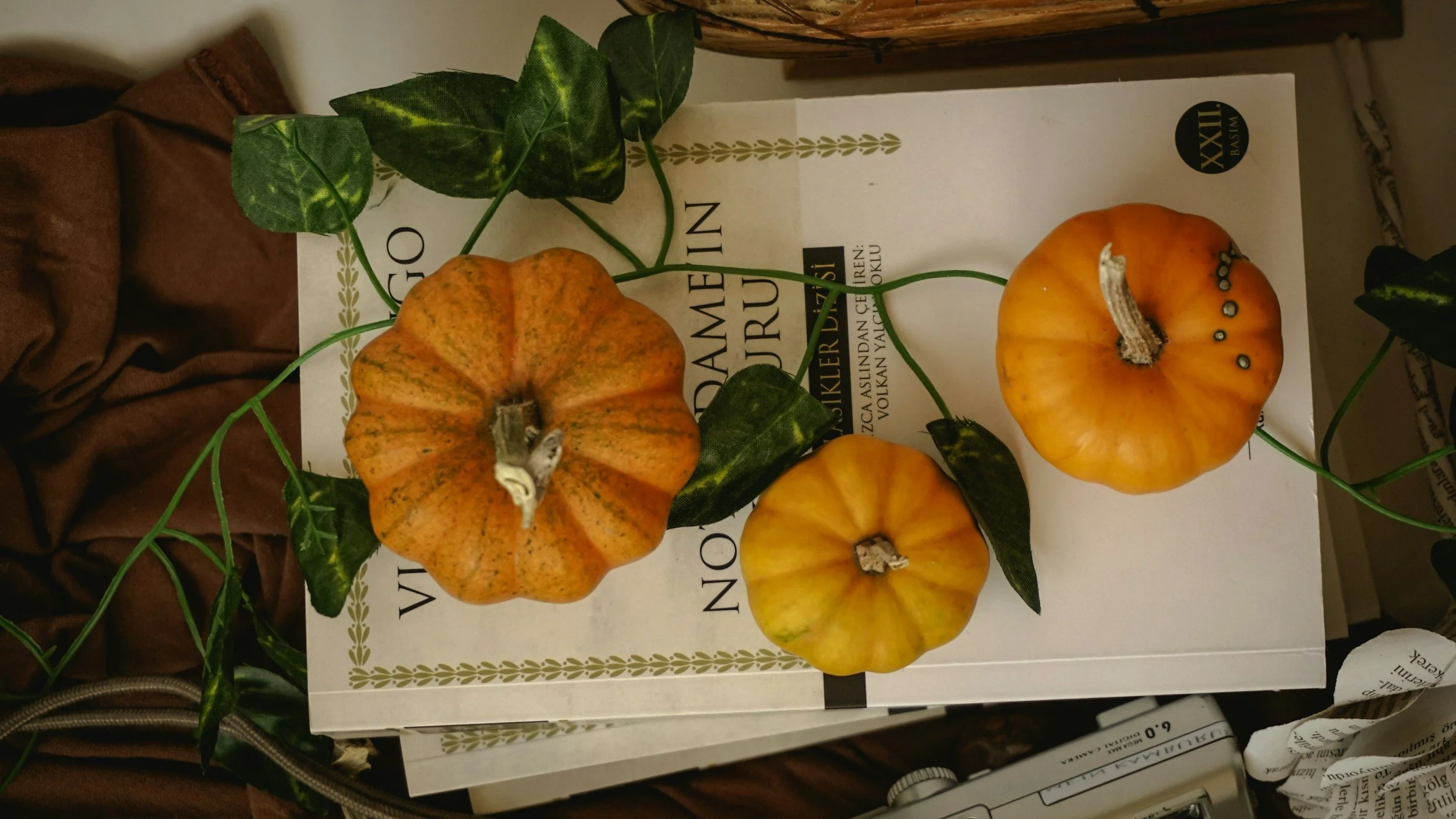 November Garden Notes – Listening, Learning &amp; Liberation 