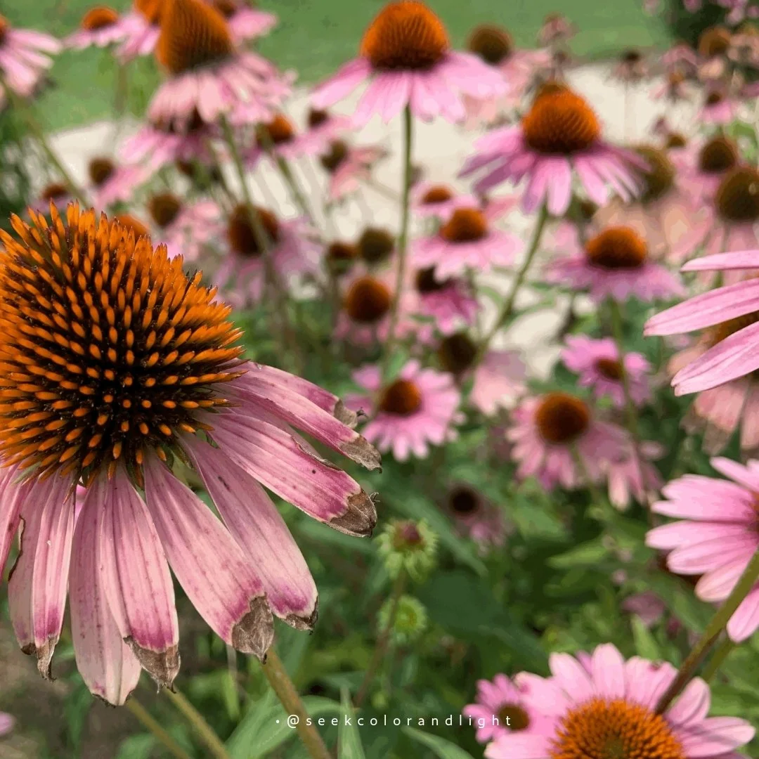 Cone of certainty :) | In this season of storms and so much more .... join me in narrowing the focus on WHAT IS and WHAT WE CAN DO.  Let's throw away perfection. This F-Stop Friday the magical Cone Flower caught my attention. It's not perfect, but it