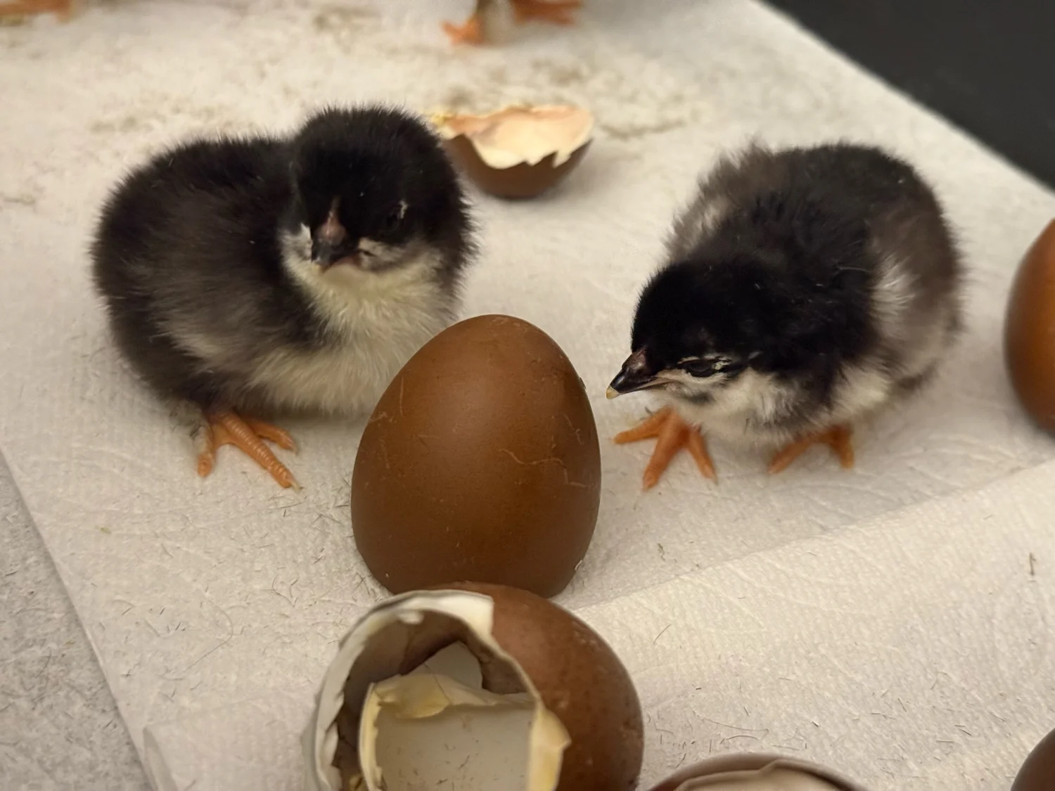 COFFEE EGGER — Little Willow Homestead