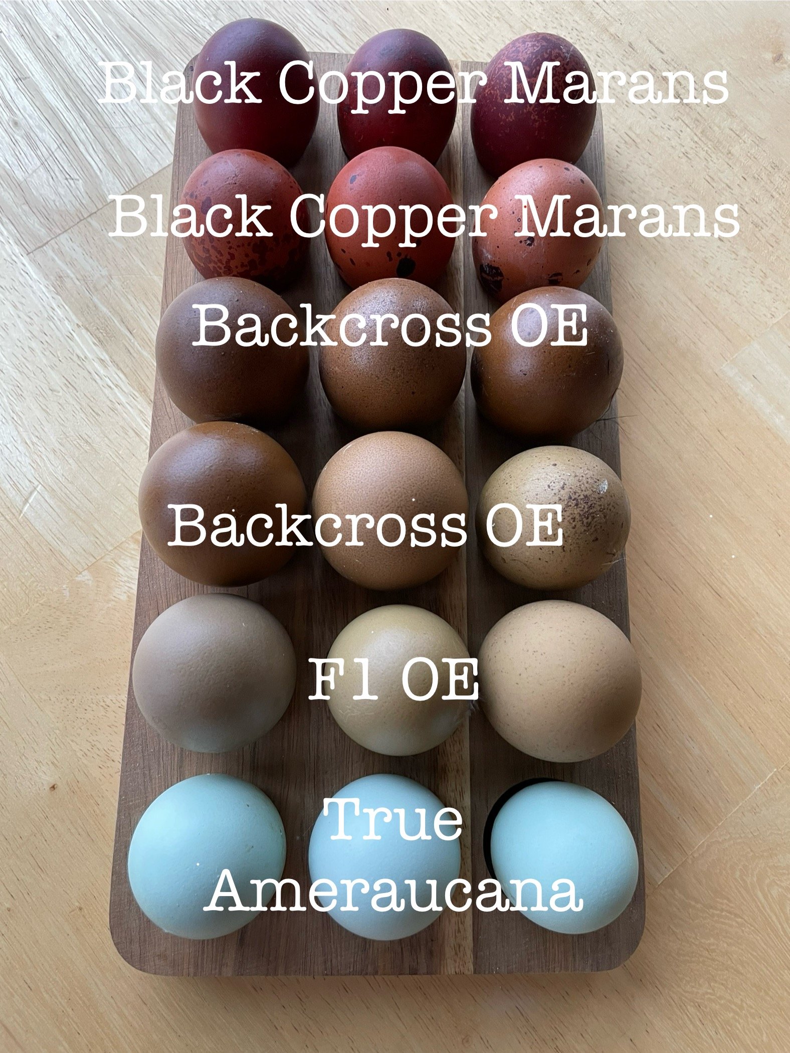 BDC5CF93-DCF1-4510-A579-244D4A8036A1.jpeg