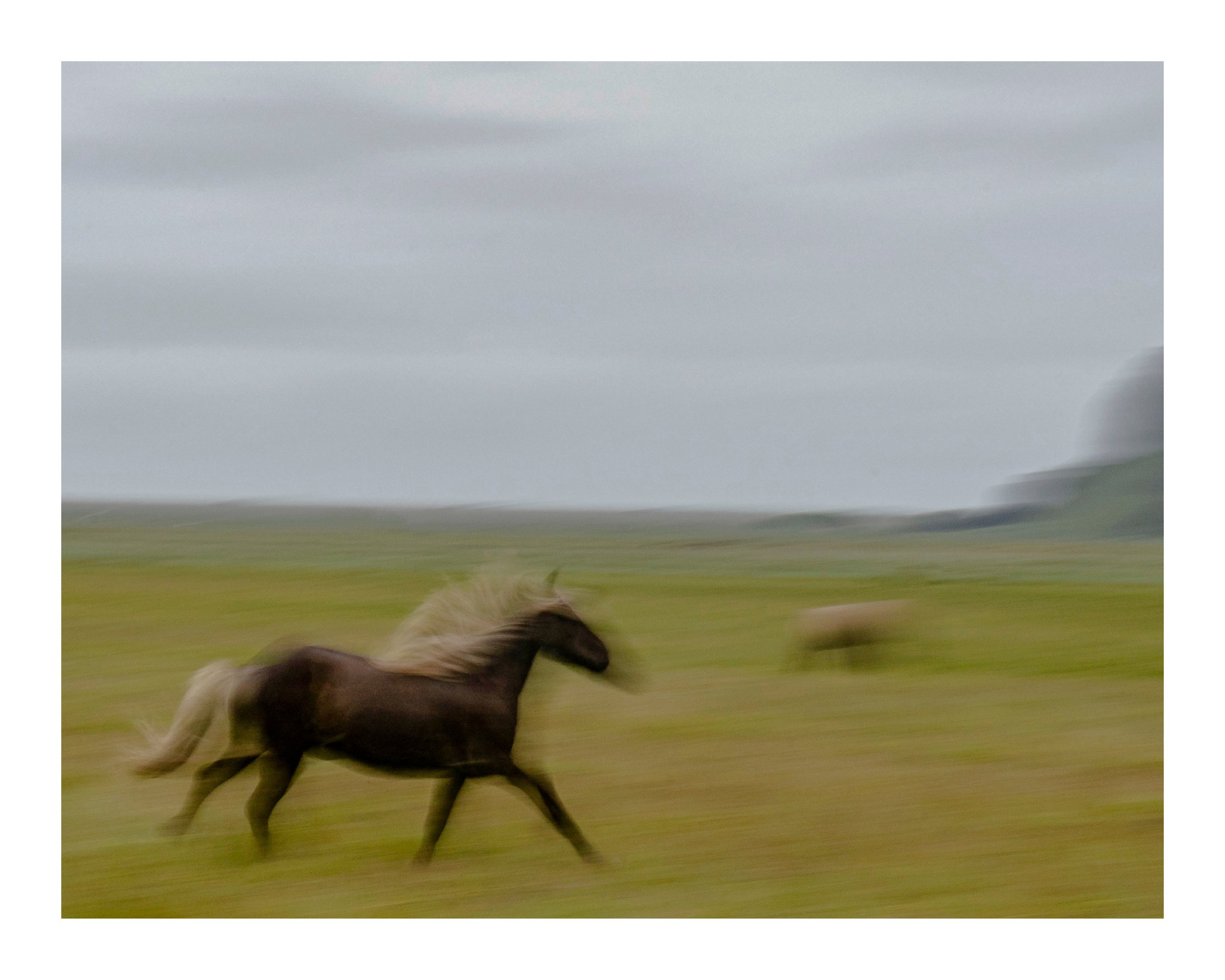 Icelandic Horse