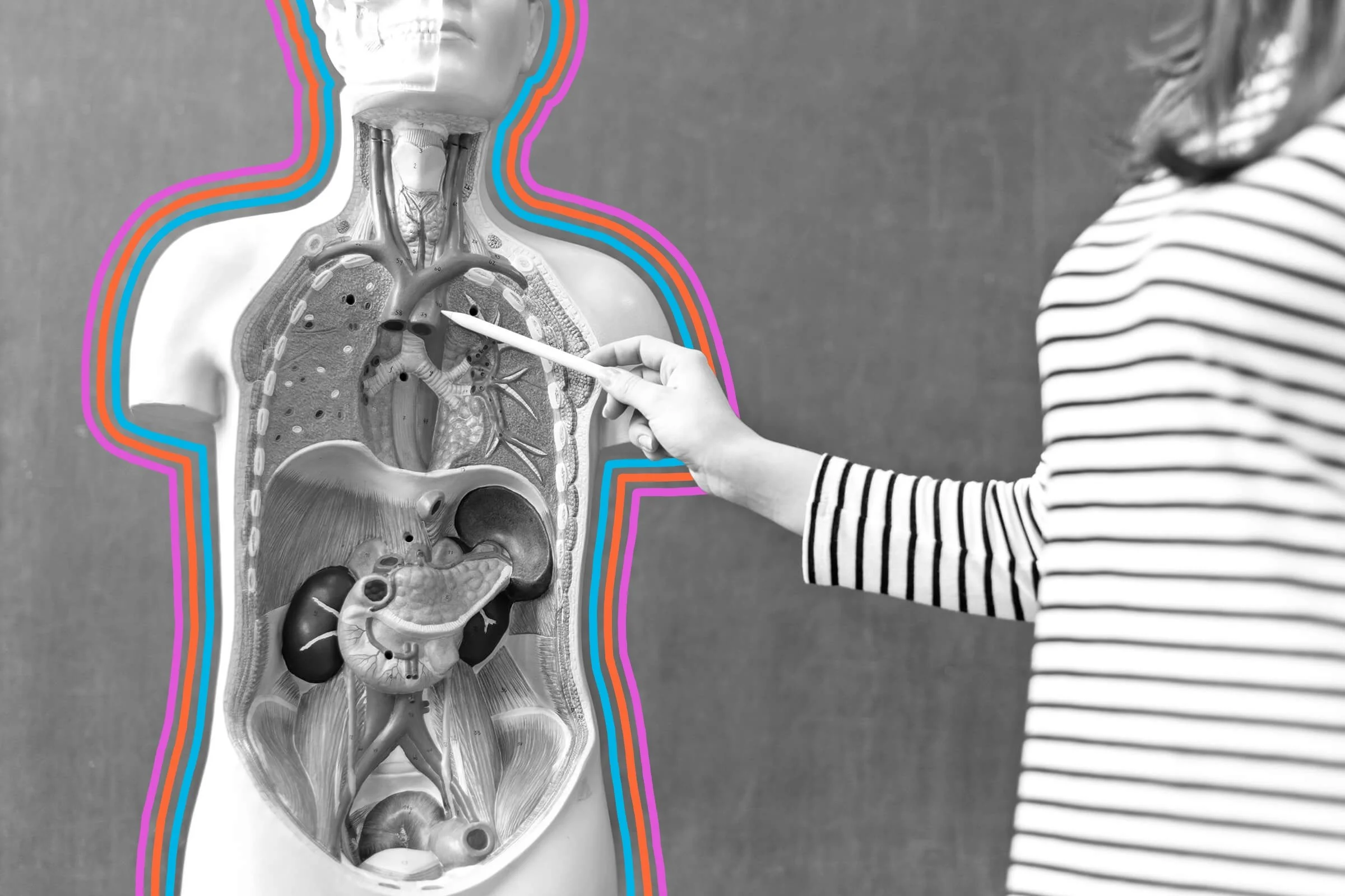 10 Trivia Questions on Human Organs (With Answers)