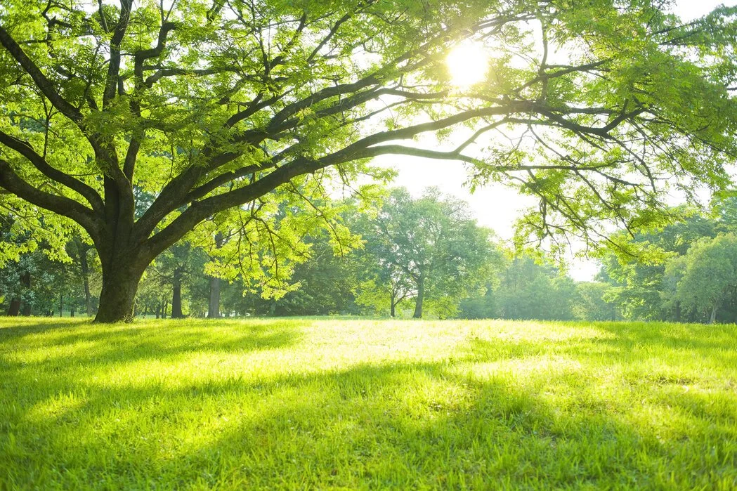 10 Trivia Questions On Parks (With Answers)