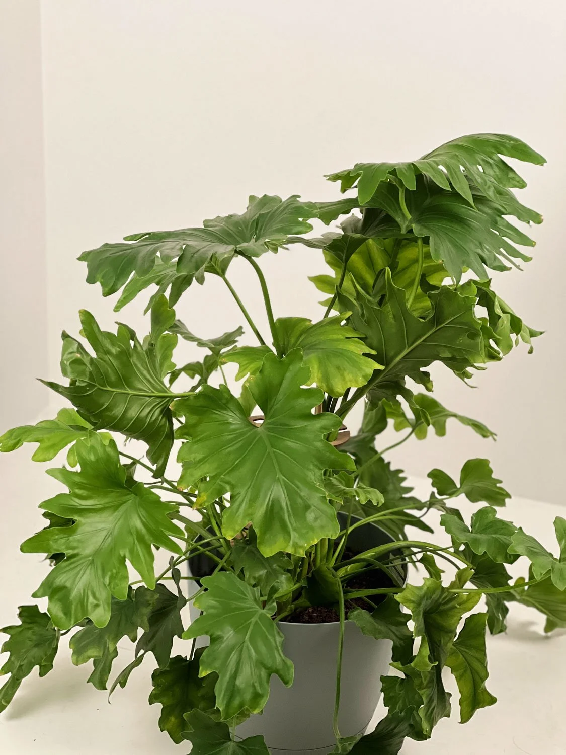 stem-plant-manager-brass-sheet-rod-sturdy-swinburne-placement-pin-secure-elements-bamboo