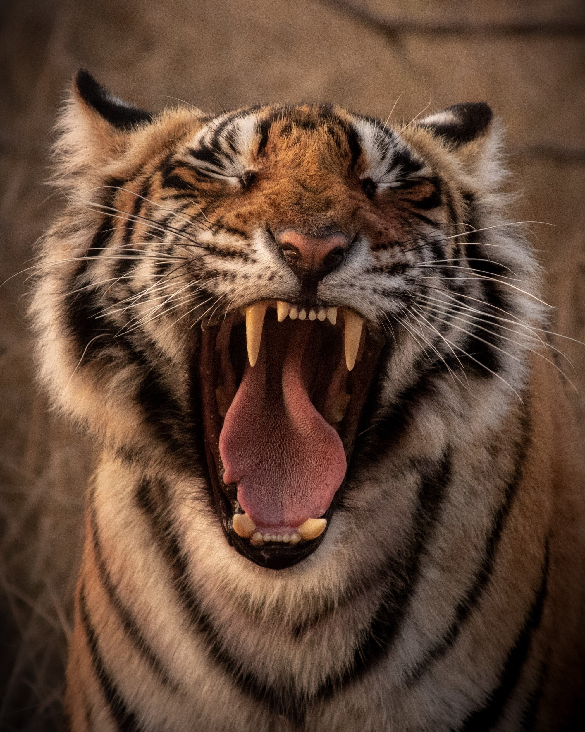The tiger’s grown some teeth! New laws for unfair contract terms – less than 1 month away and counting.