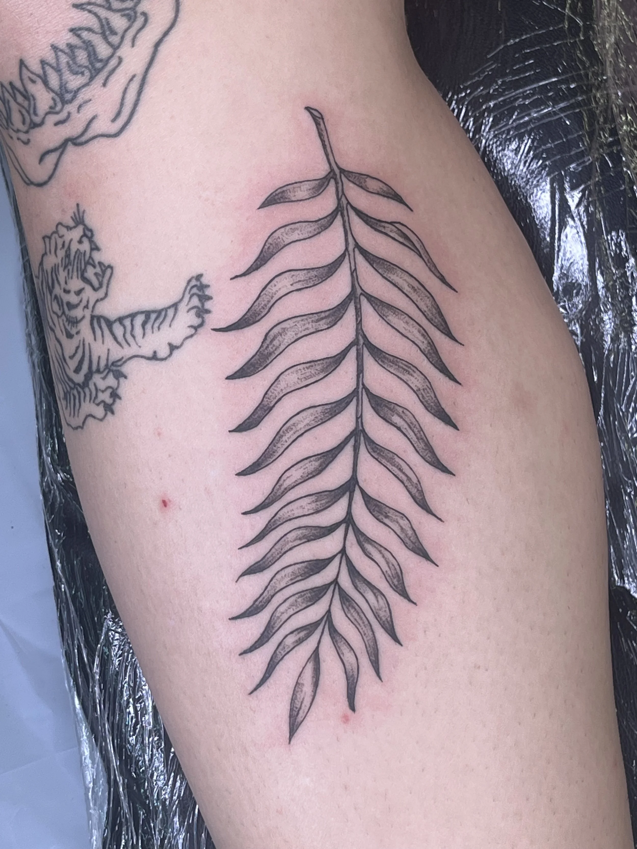 Black ink tattoo of a fern leaf next to a tiger tattoo on light skin. The fern has long, thin, symmetrical leaflets.