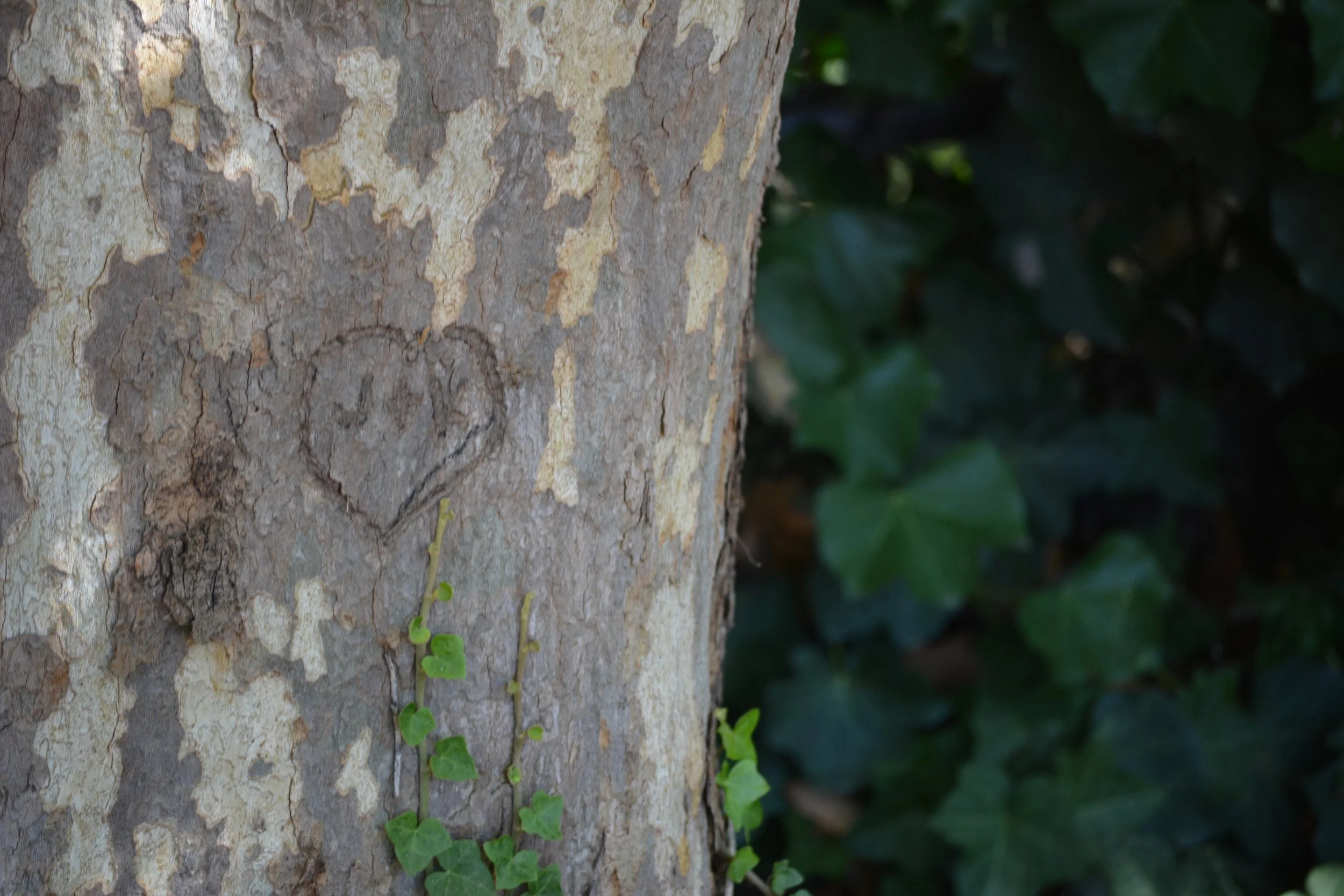 DSC_1004 - Melody Hernandez.JPG