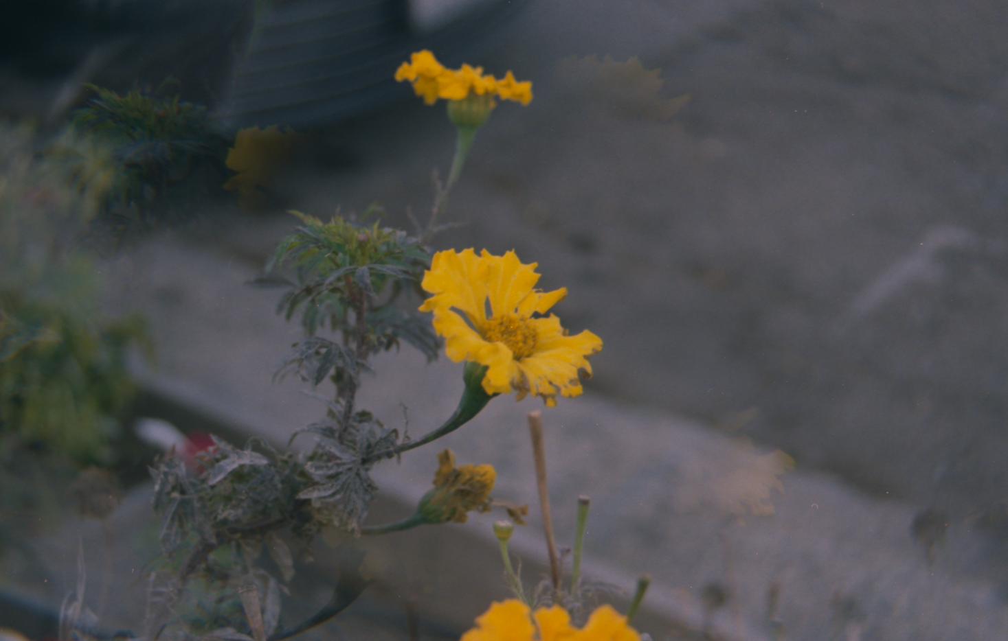 Screenshot_3 - lolaway(3).png